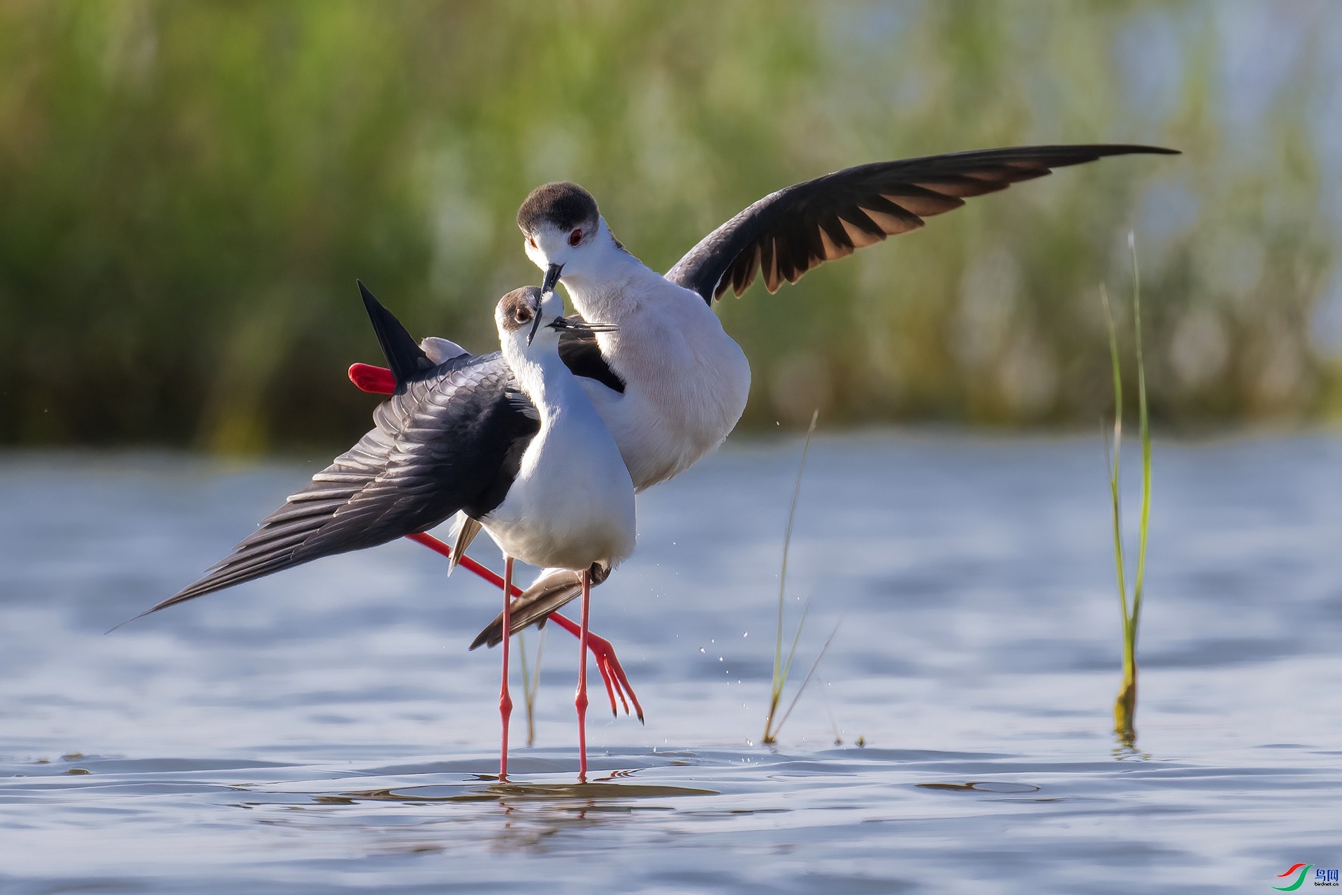 4.18 ɽ��ˮ����ʦ��Ʒ  ˫����  �ٻ�2024��4��18�ջ�Ա��ҳ����.jpg