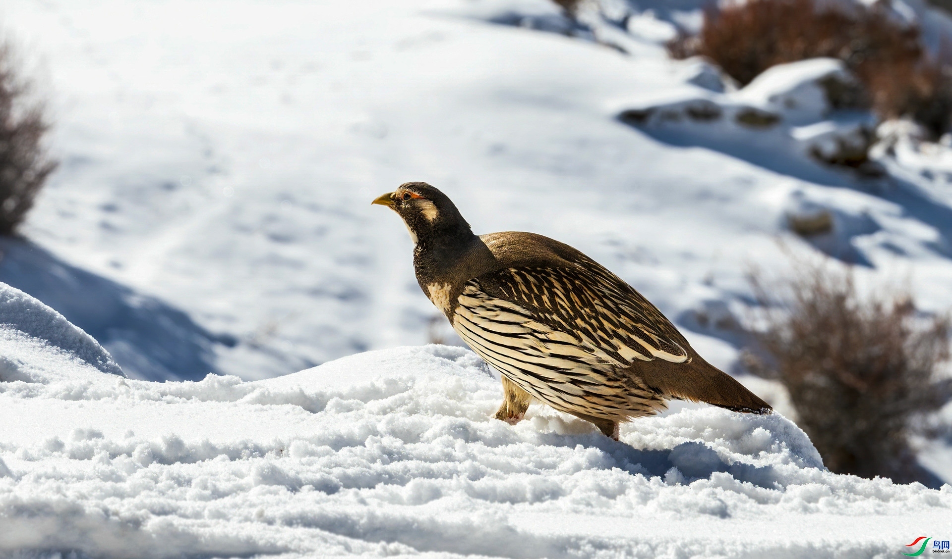 4.18 ѩ������ʦ��Ʒ  ��ѩ��  �ٻ�2024��4��18��������ҳ����.jpg