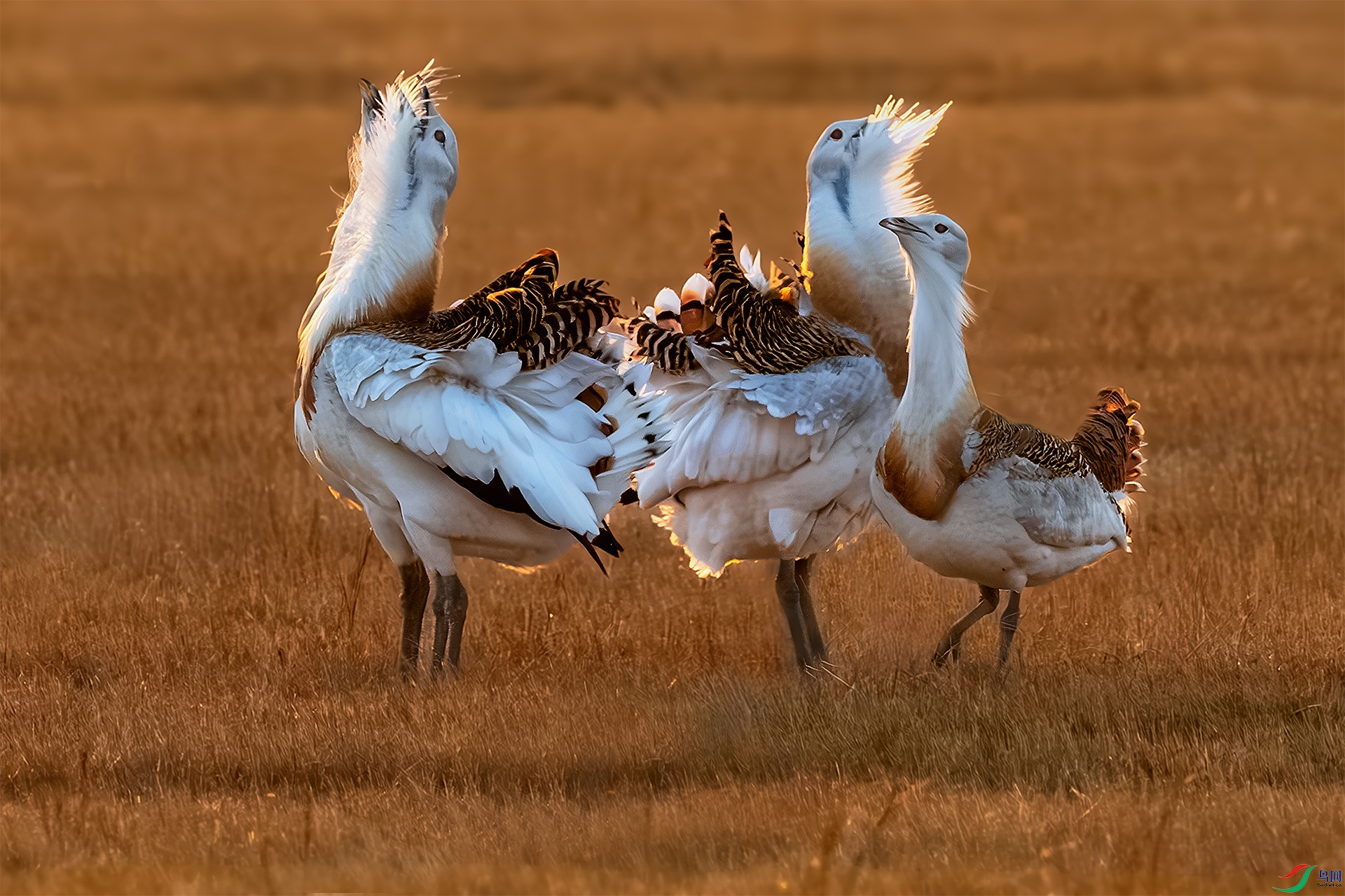 �����Թ���