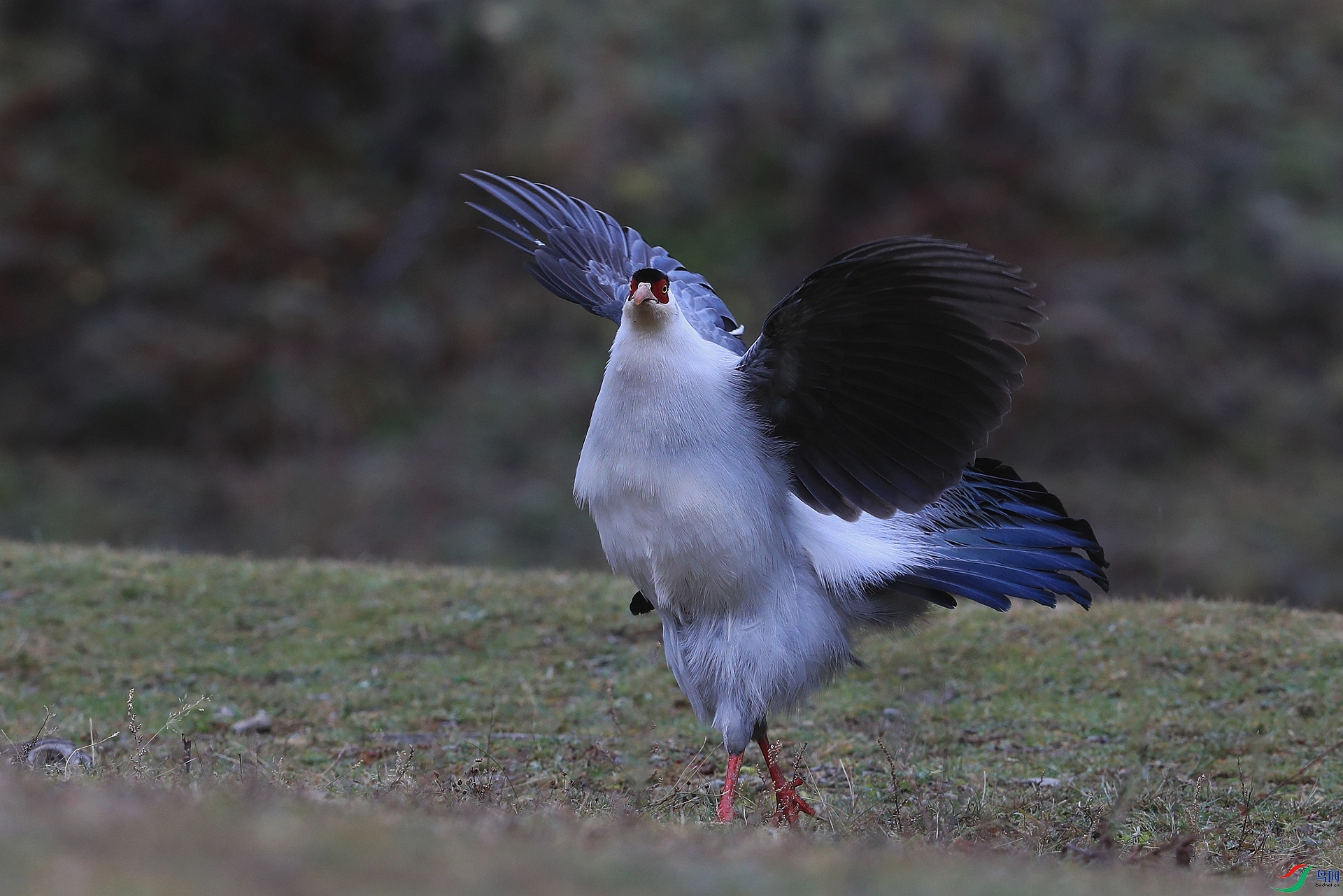 ����AI0I7985�����������Ǽ��Ǽ����������� ��������.jpg