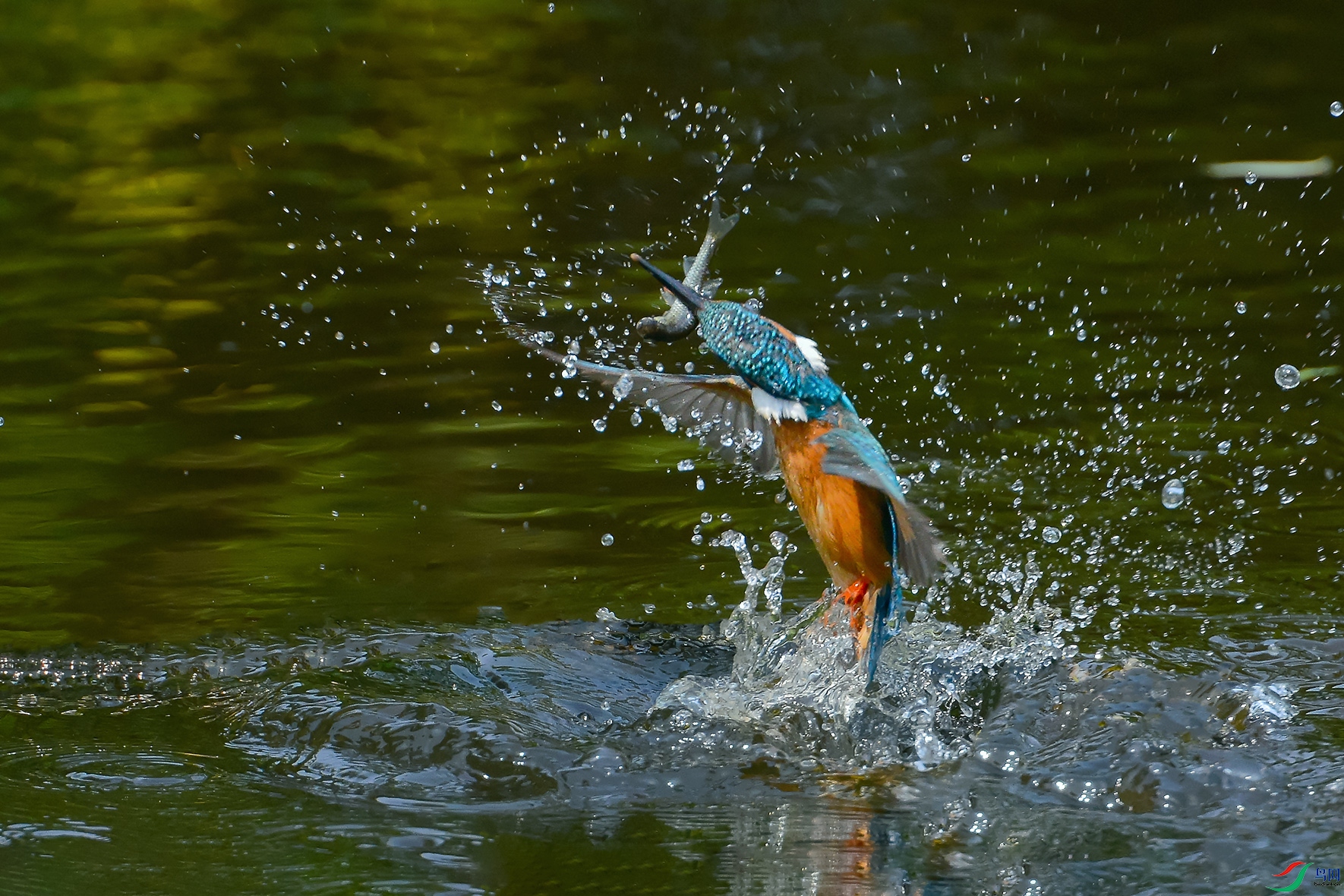 1DSC_0344_DxOa.jpg