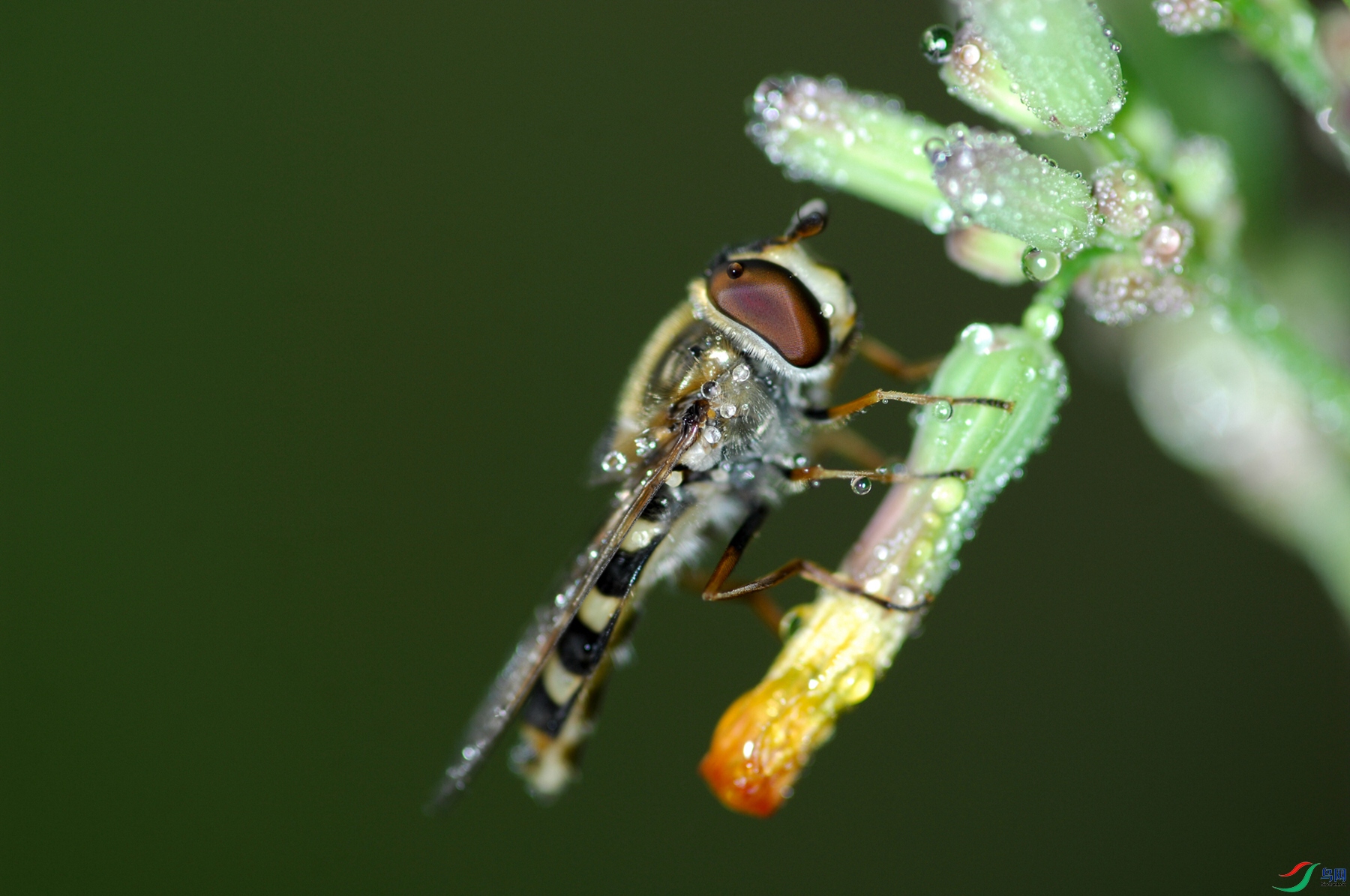 ��¶�е�С���