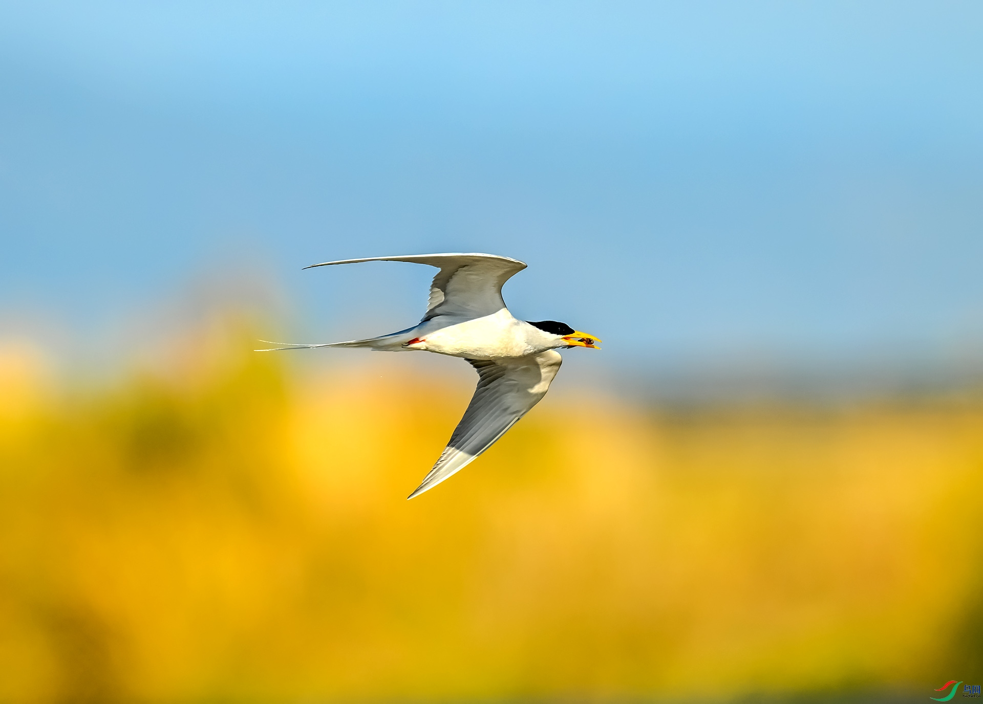 �������Ÿ