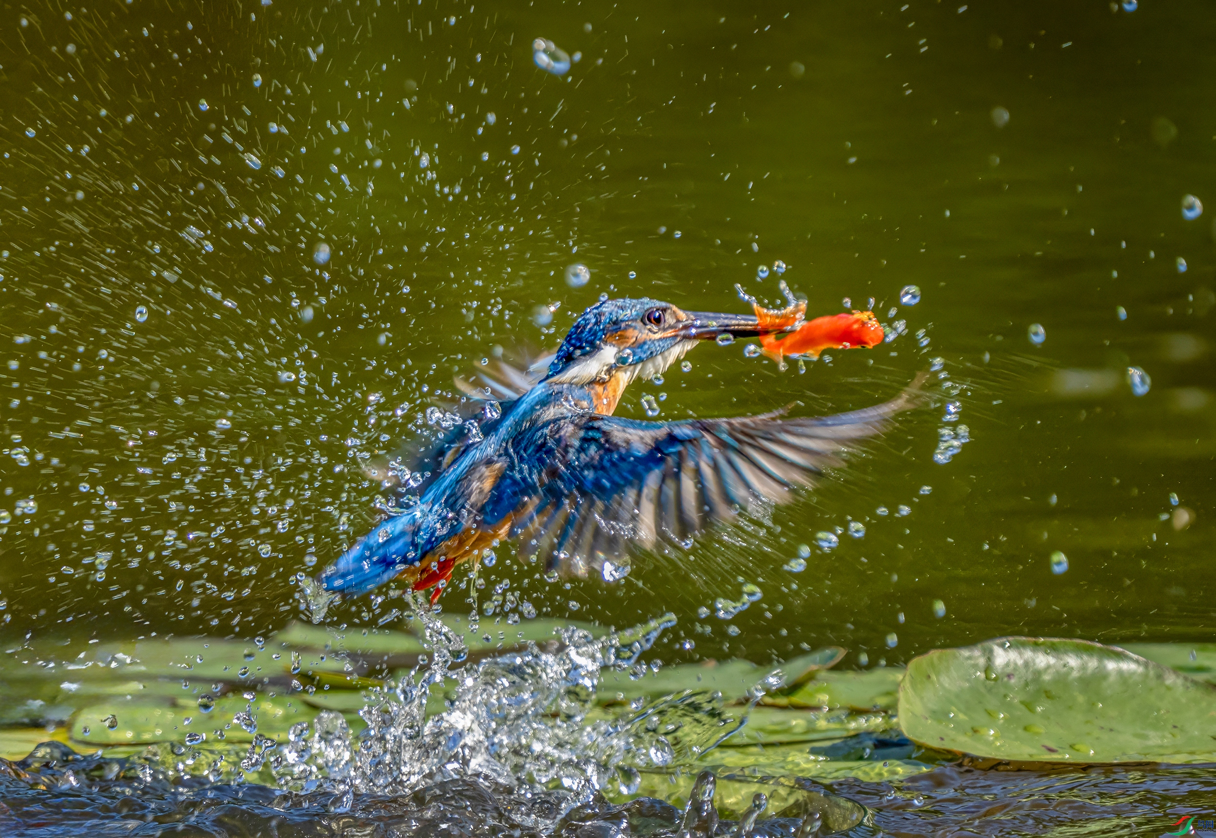 DSC03744 ���� 2.jpg