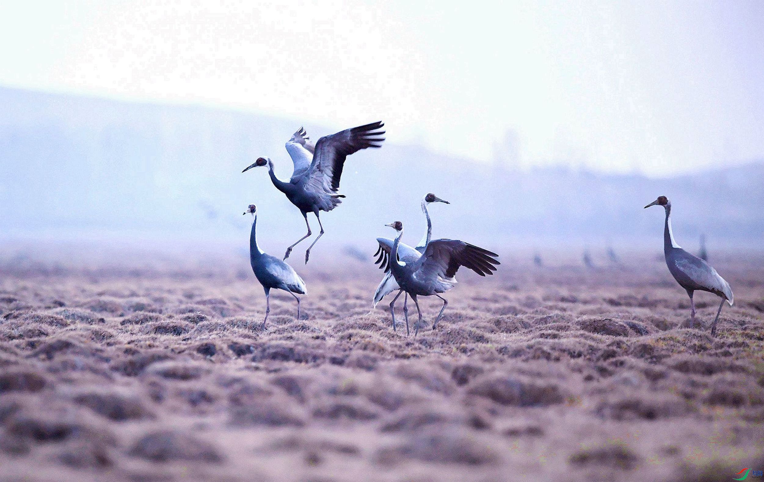 ������衣