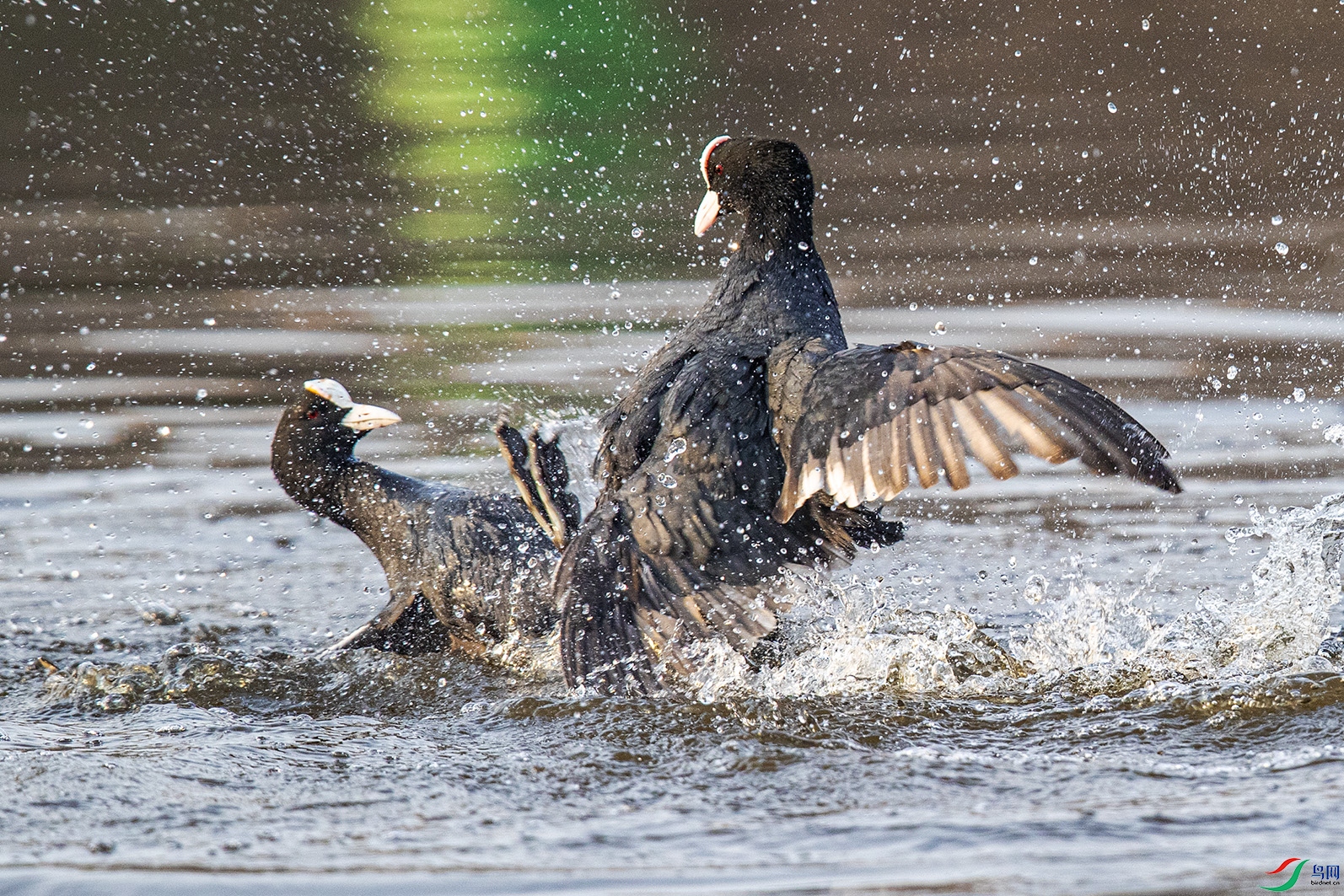 _90I4206 ����.jpg