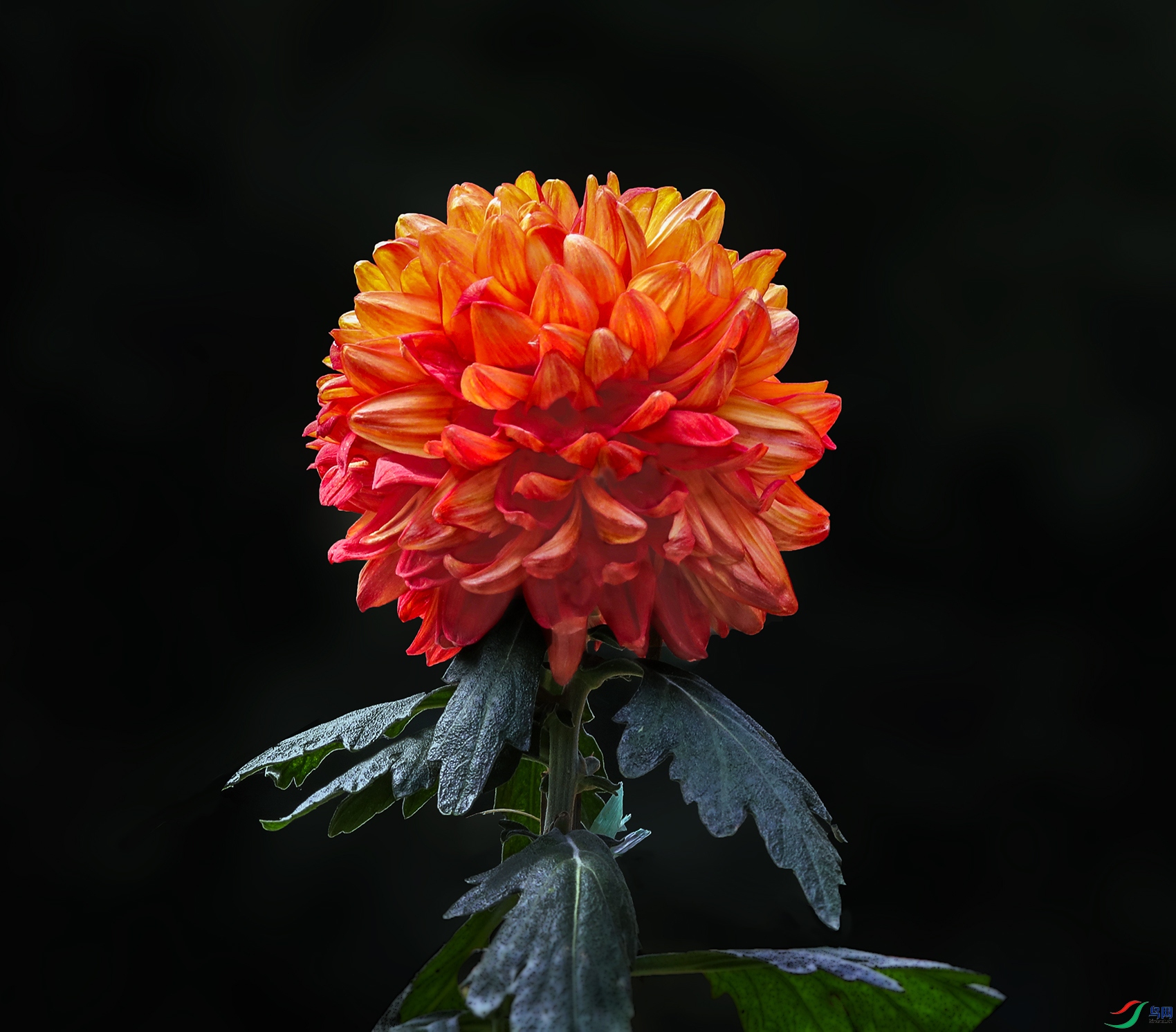 0000583A0578 ���ٹ� 1000k.jpg