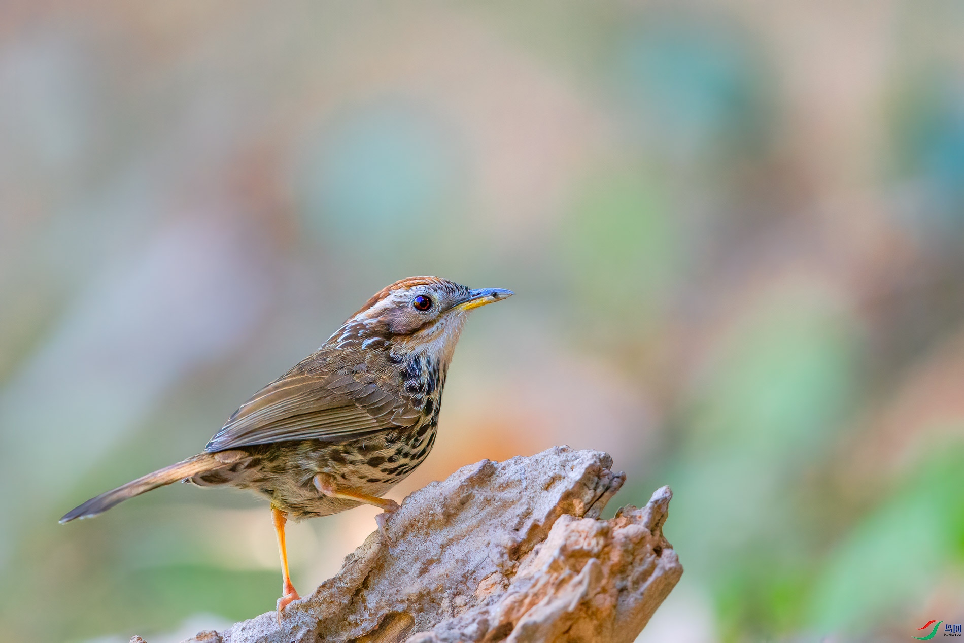 a_78487-1.jpg