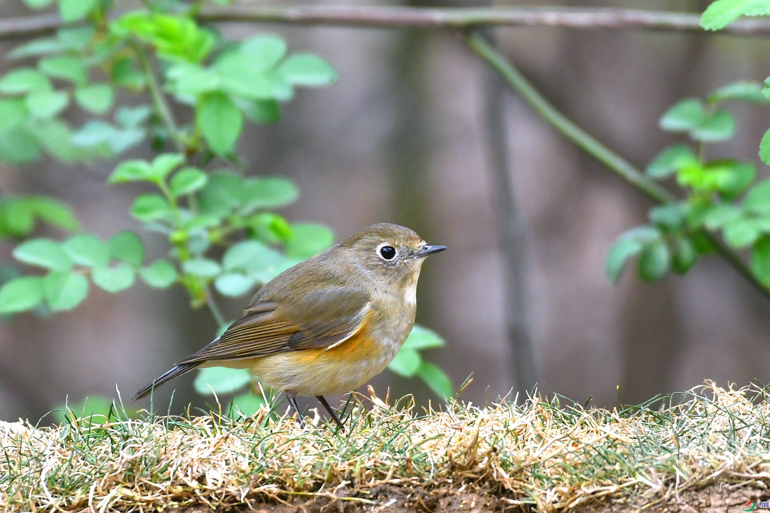 DSC_7772.JPG