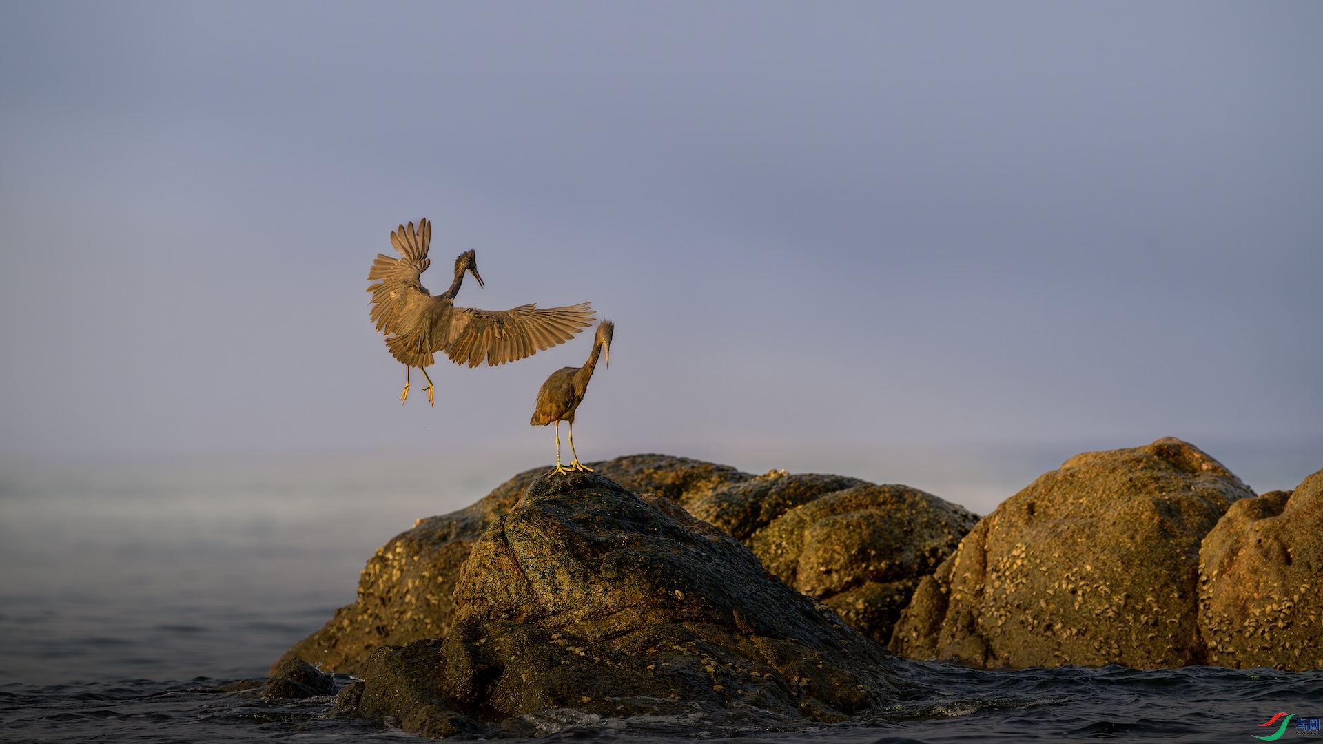 6_XXL9159-����ǿ-NR ����.jpeg