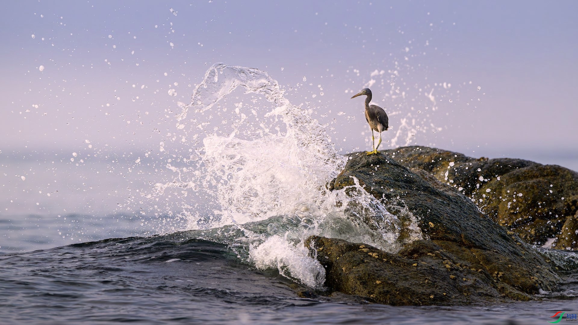 6_XXL9738-����ǿ-NR ����.jpeg