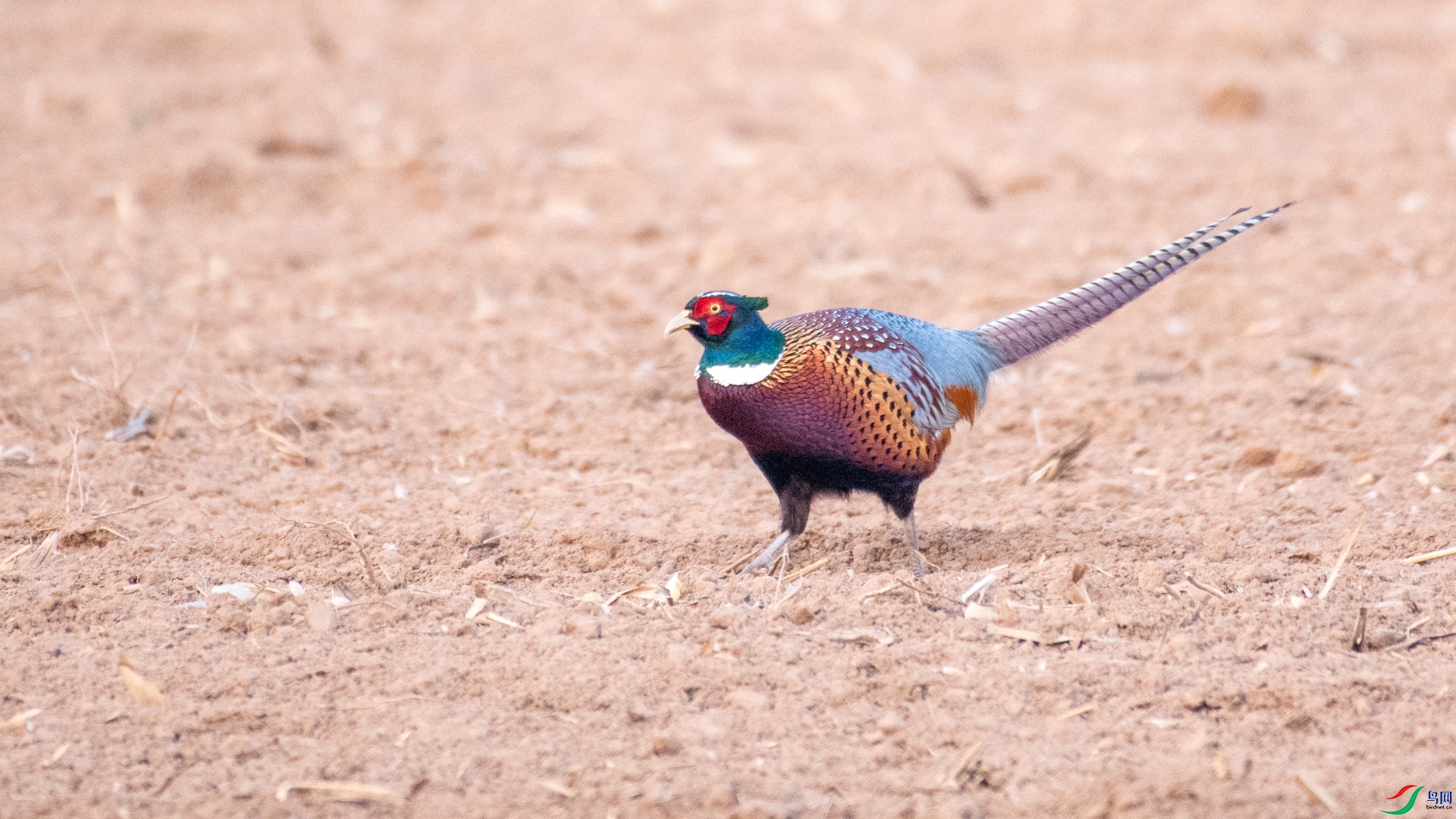 DSC_0272.jpg