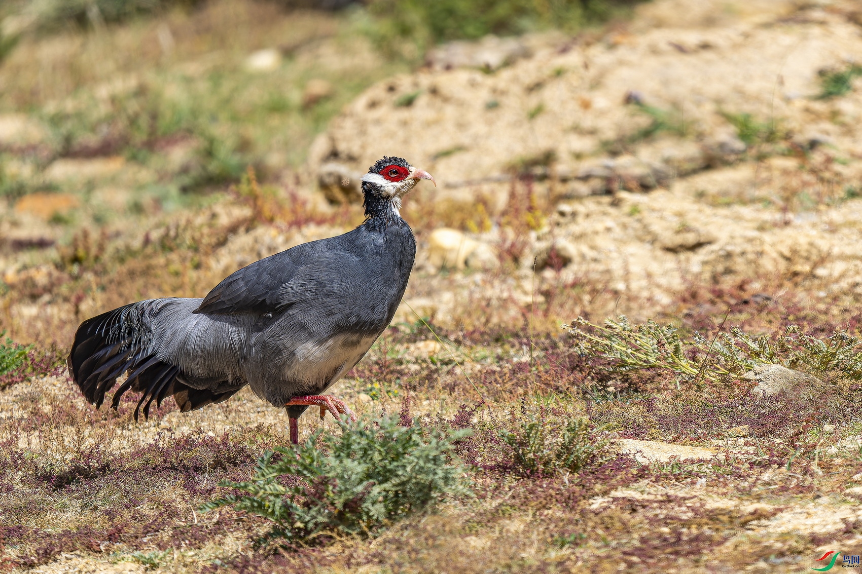 ������ (1312)-1.jpg