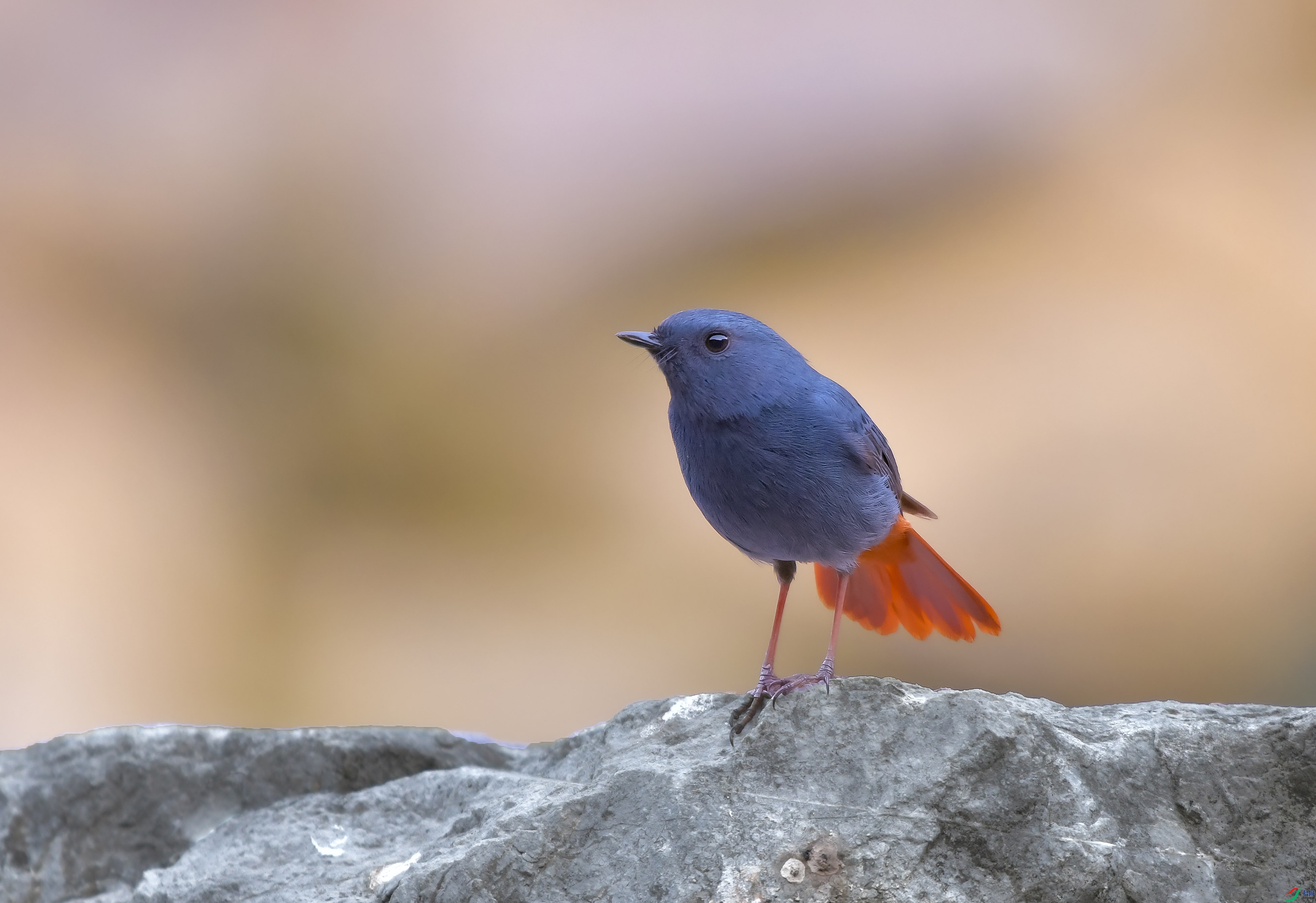 DSC_6576.JPG