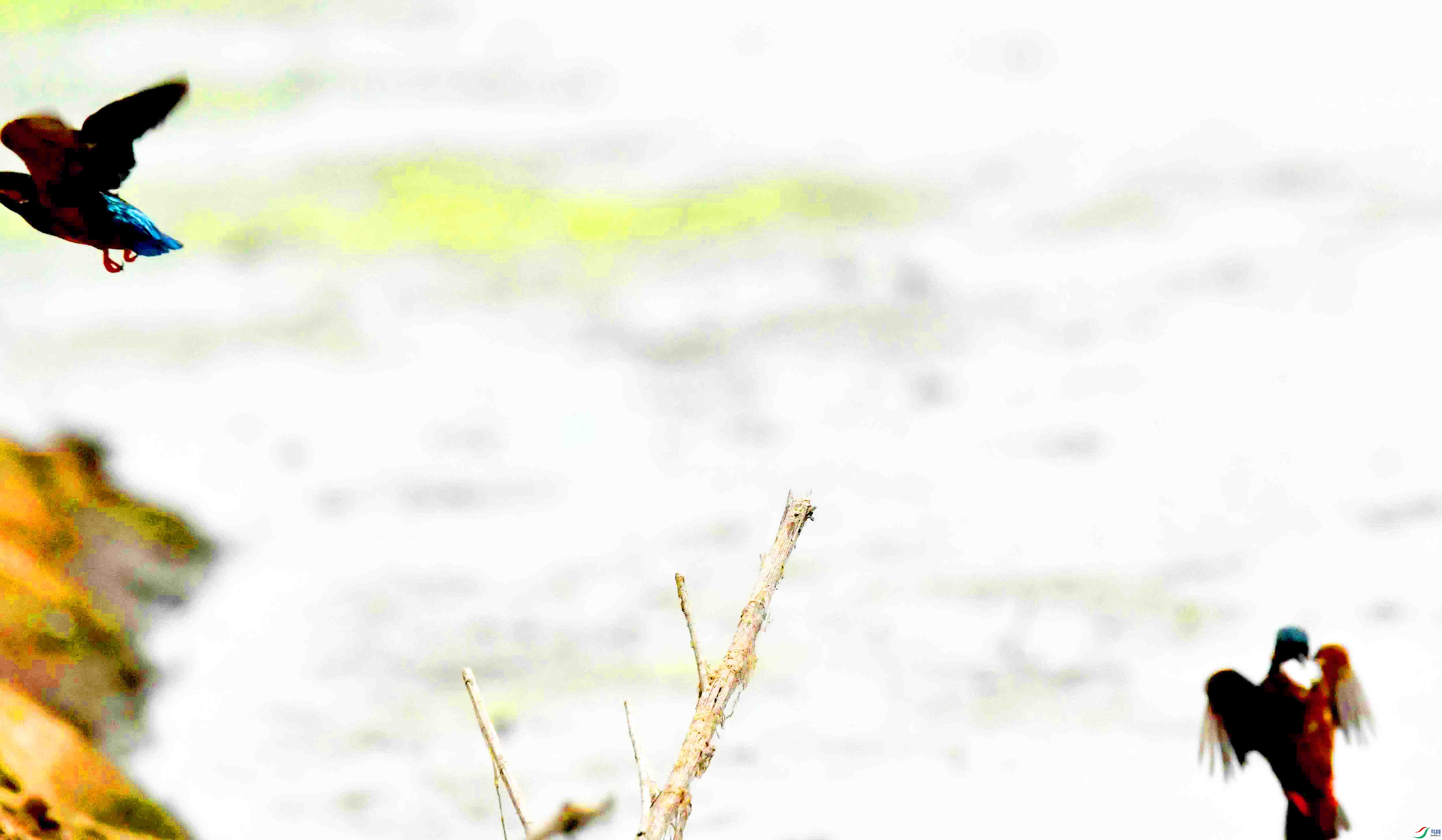 DSC_9599.JPG