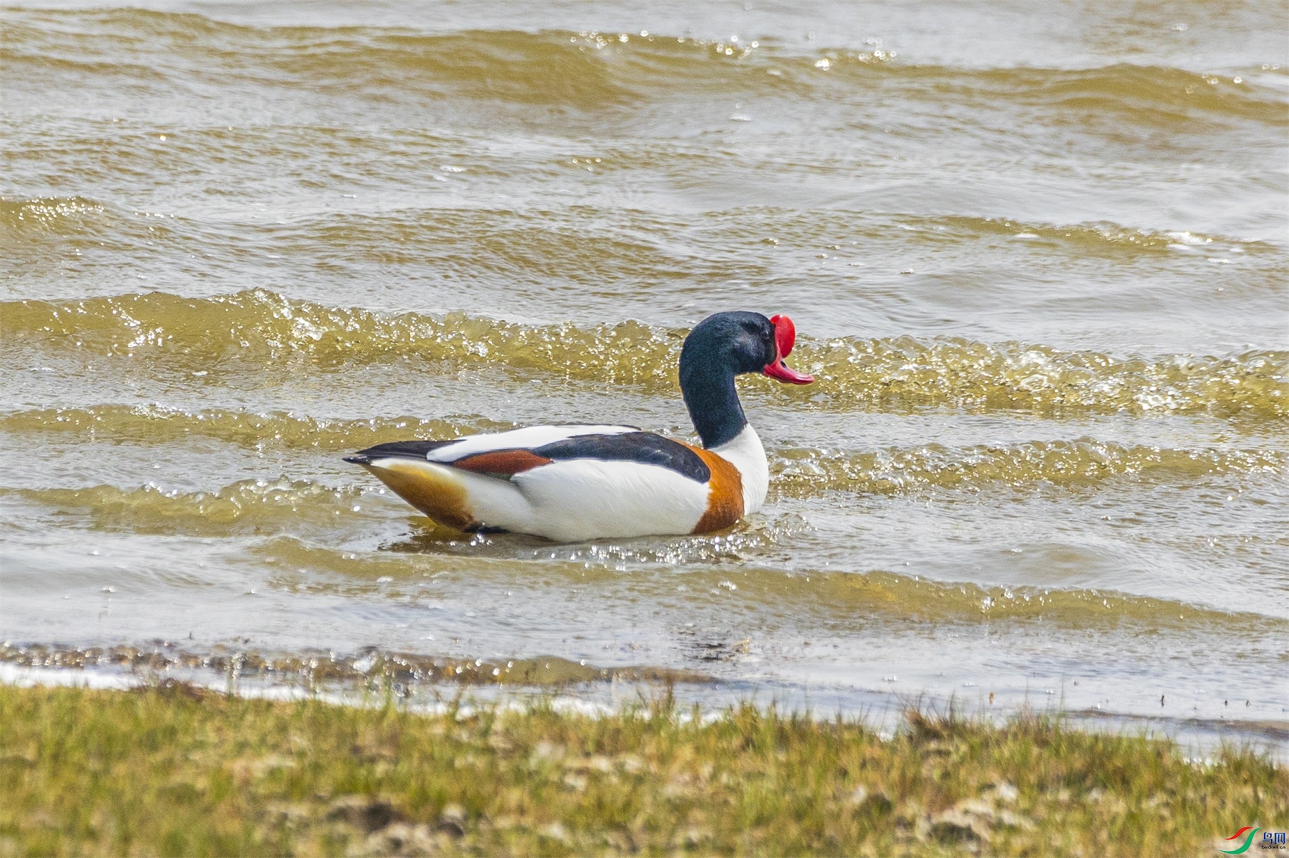 1K3A6089 ����1.jpg