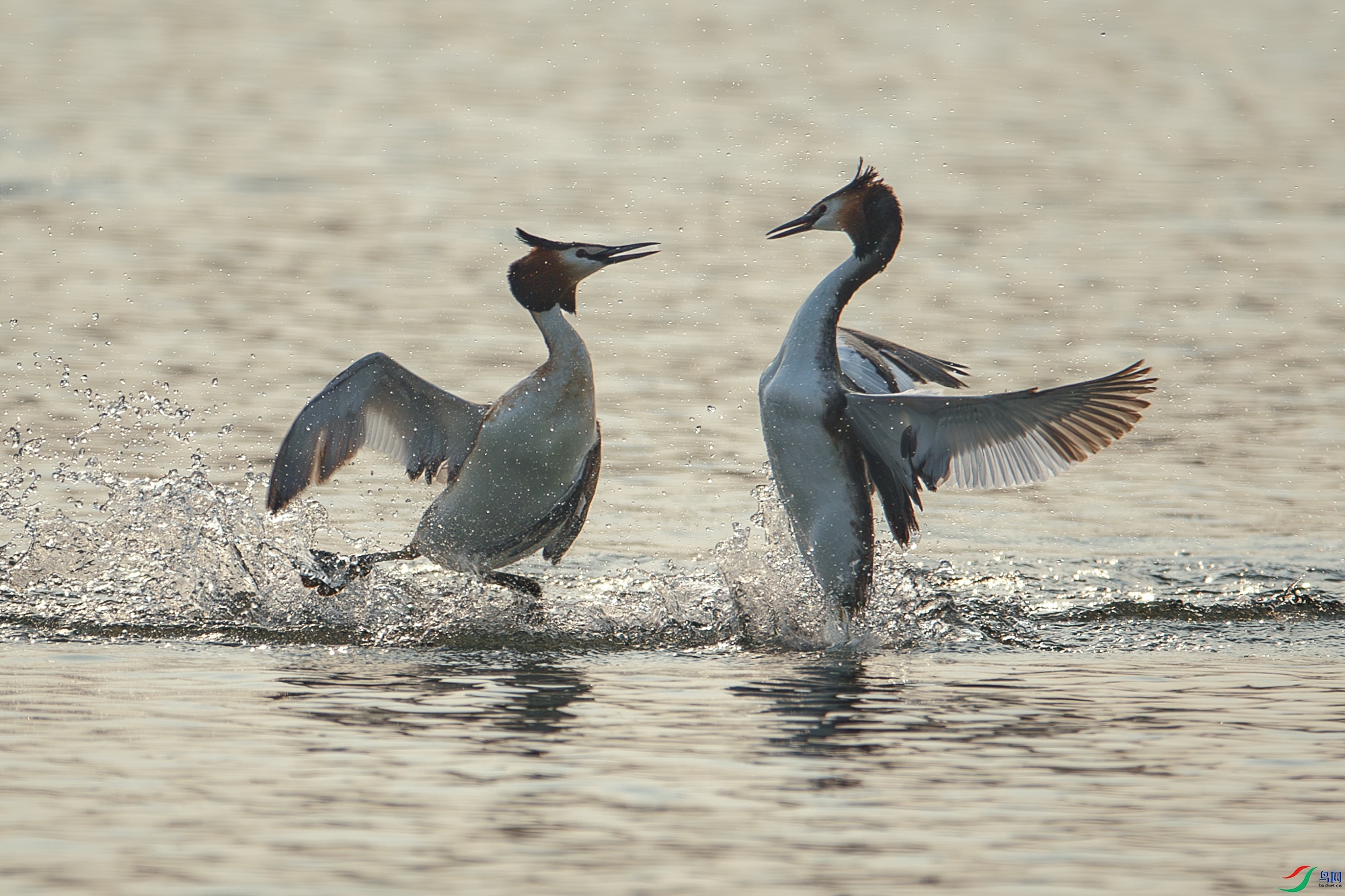 A68O8158-����ǿ-NR ����.jpg