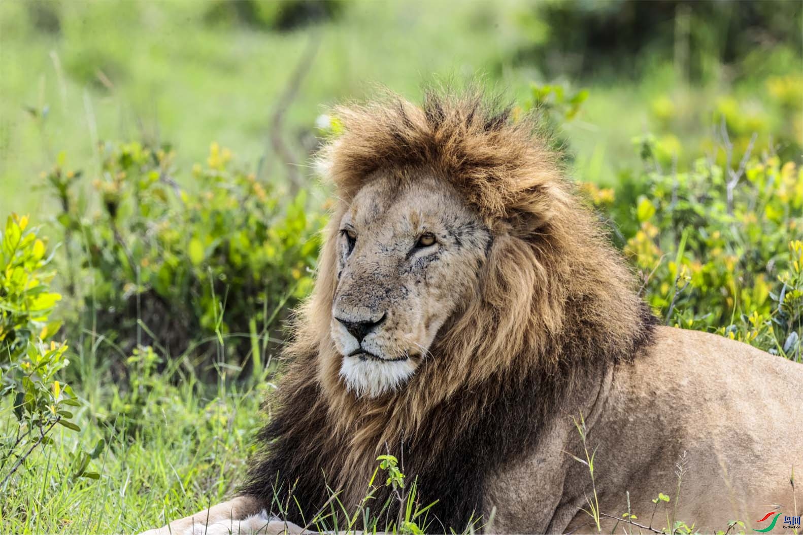 ʨ���������� ����.jpg