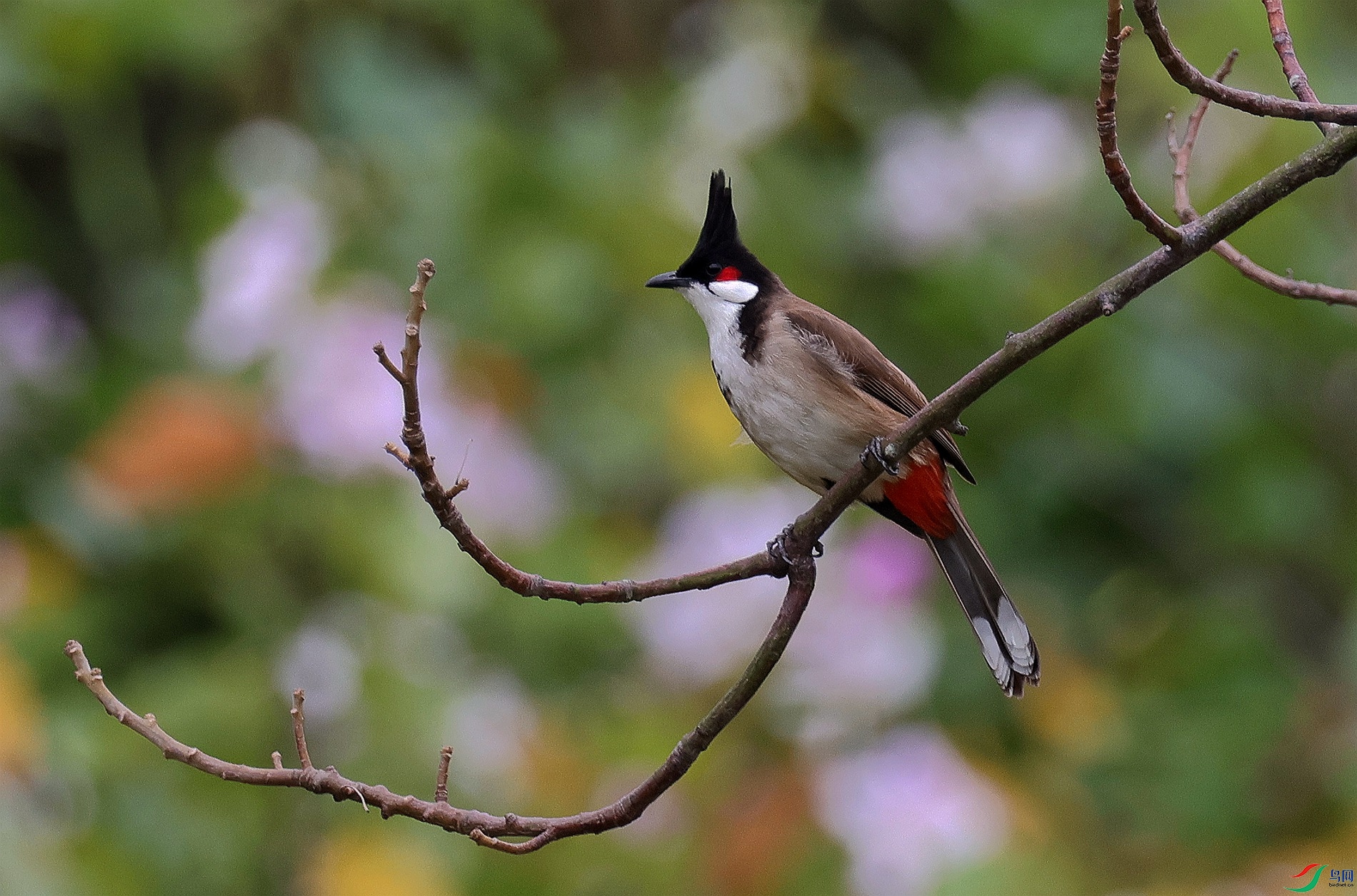 ��֦�����