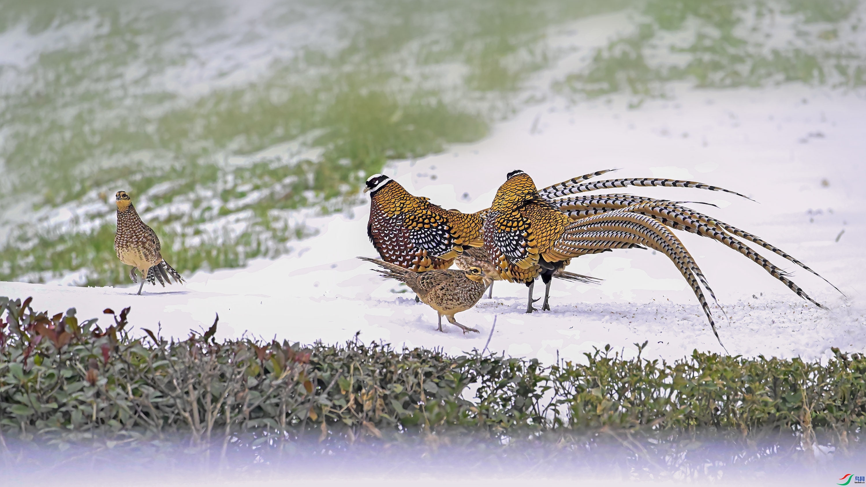 �׹ڳ�β�� ���� wh�ϳ�  ����.jpg