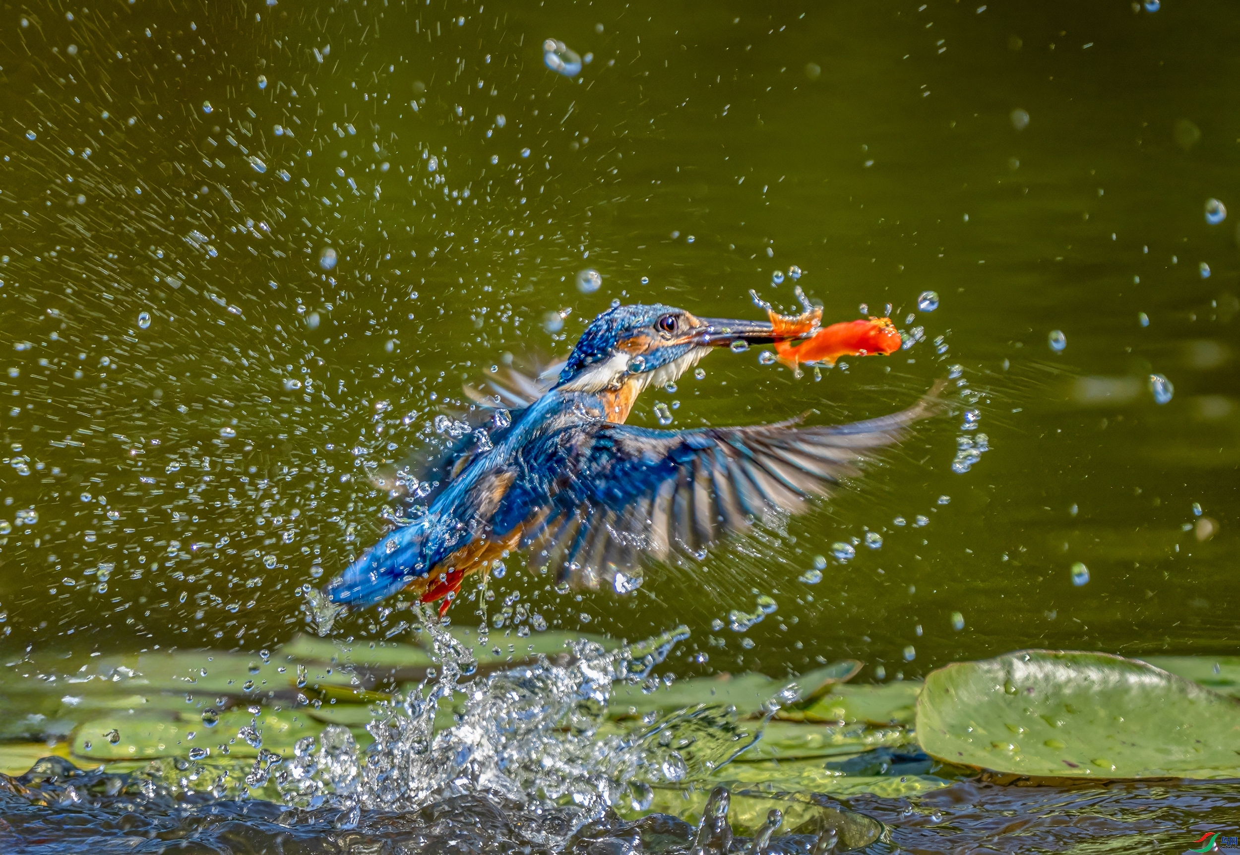 ������ ���� С�׺� ����.jpg