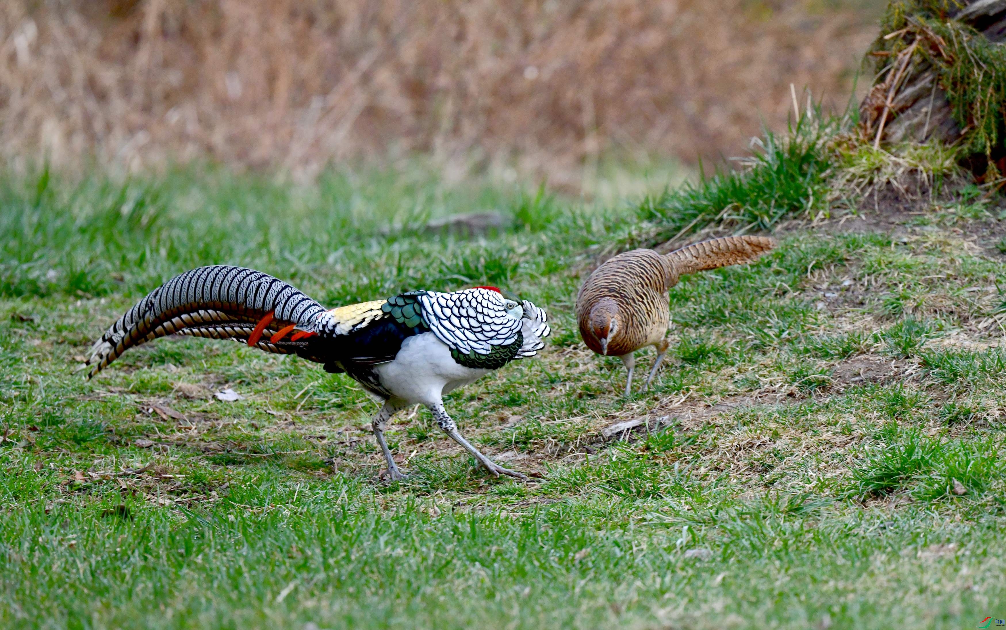 DSC_5700_conew1.jpg