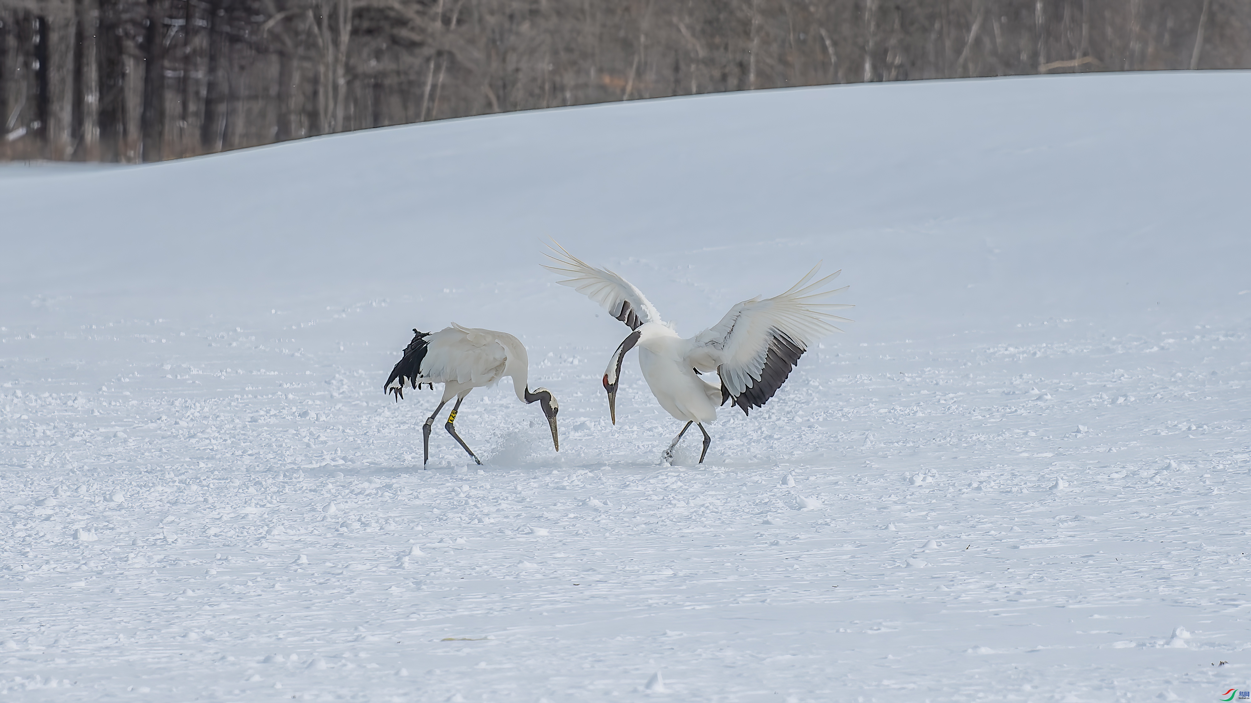 DSC_4401.jpg