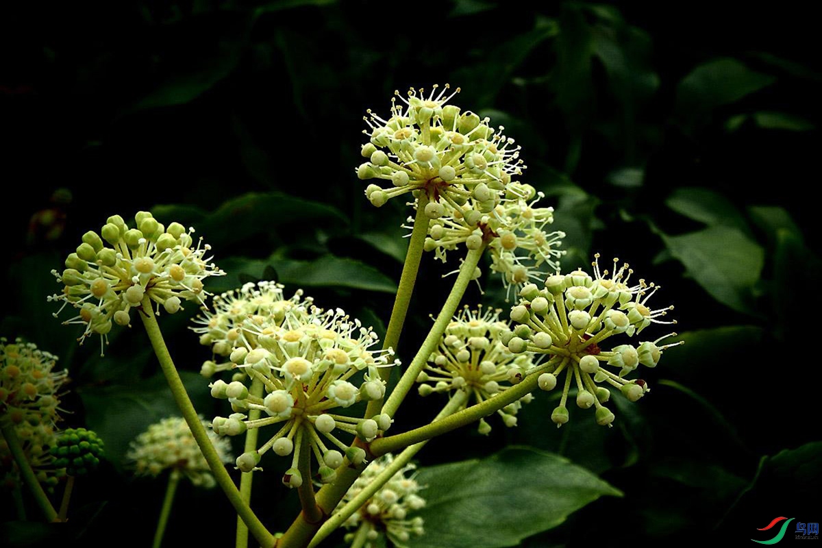 IMG_2463 - ����.jpg