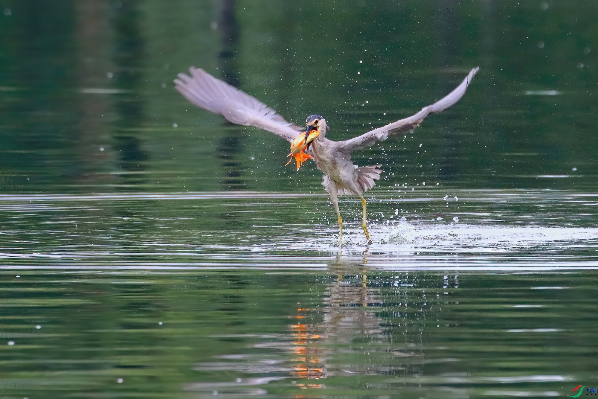 ��ϲ����