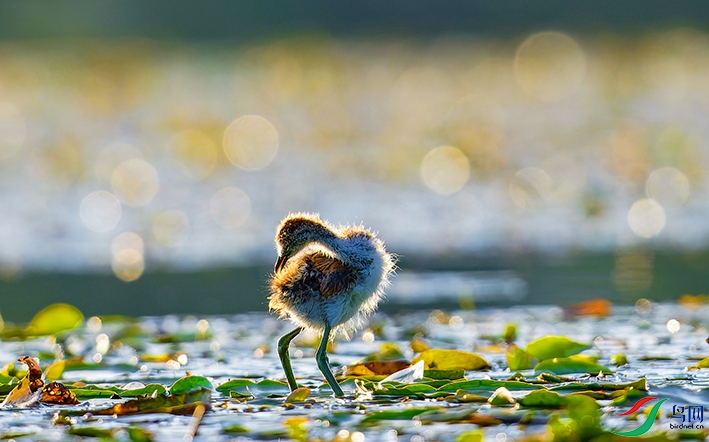 ˮ������