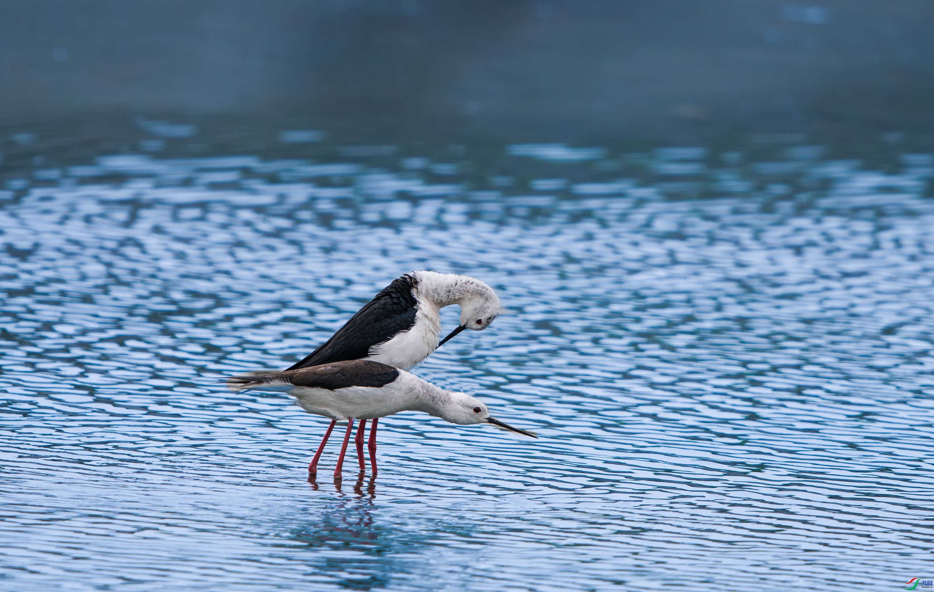DSC_8951.jpg