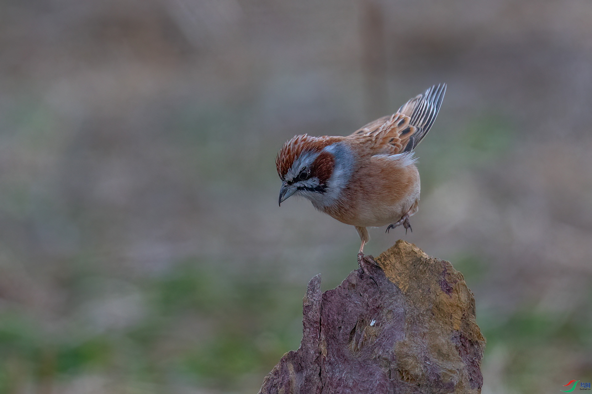 DSC_0056.jpg