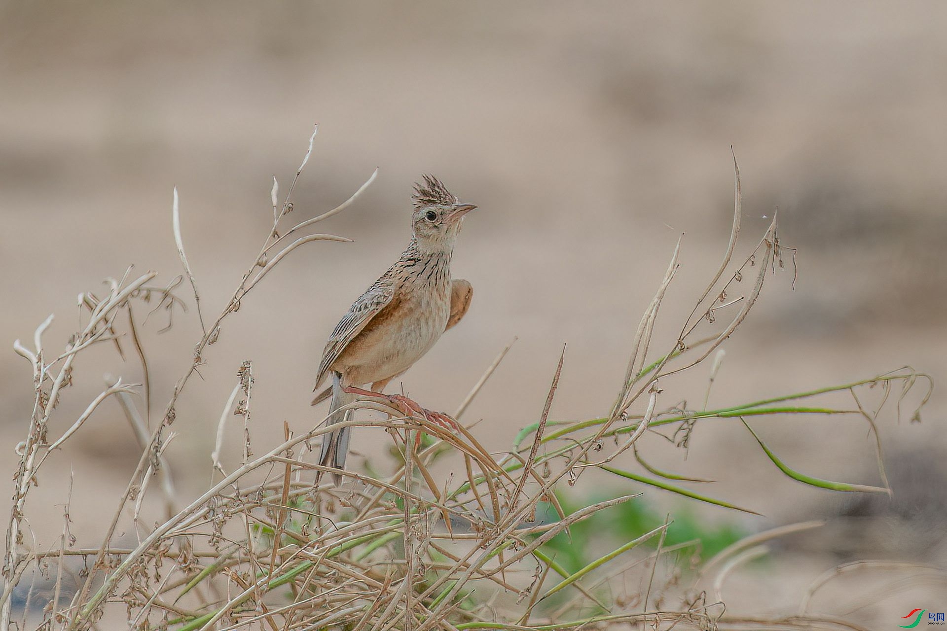 DSC_2257.jpg