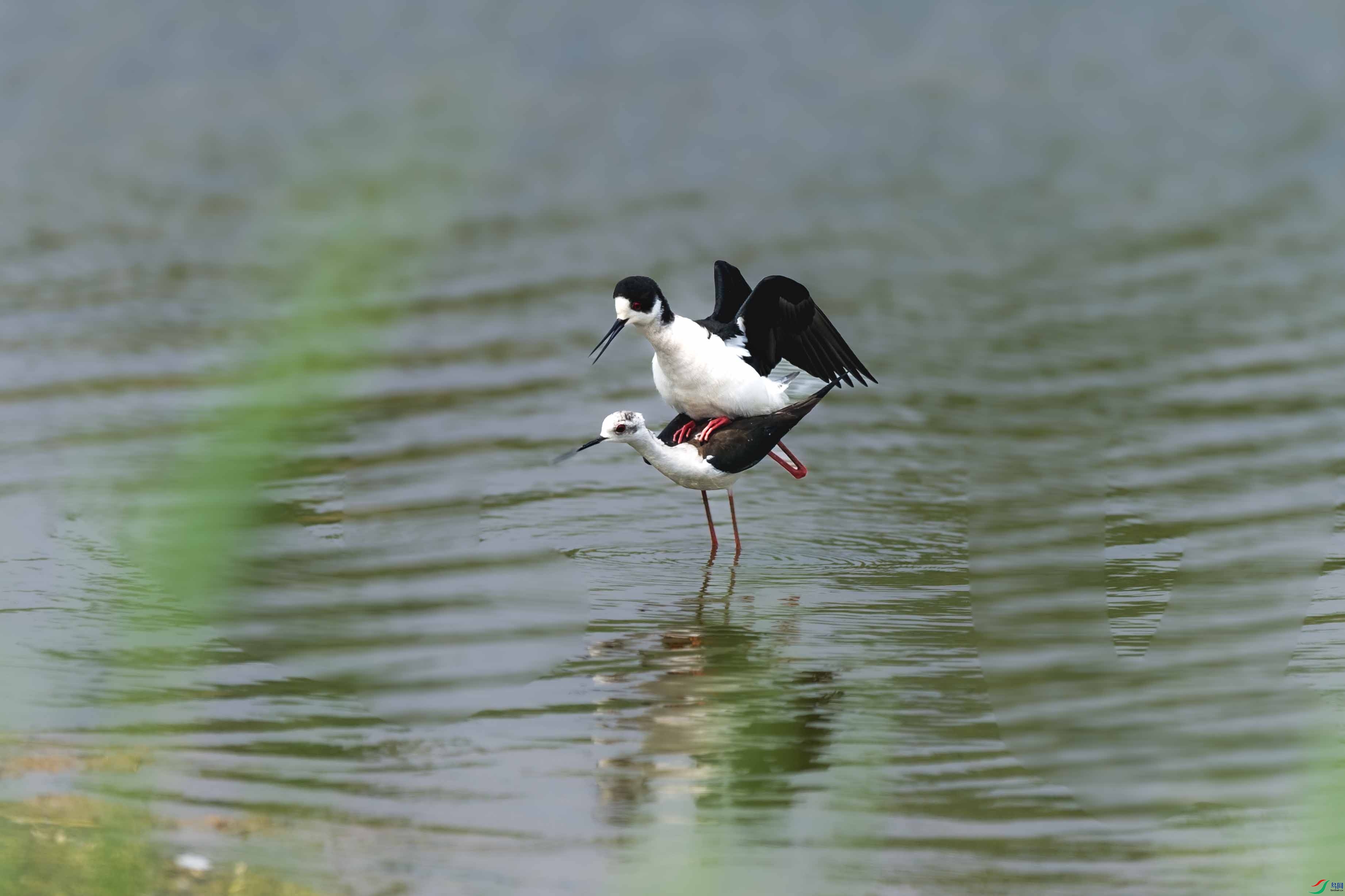 DSC_9185 ����.jpg