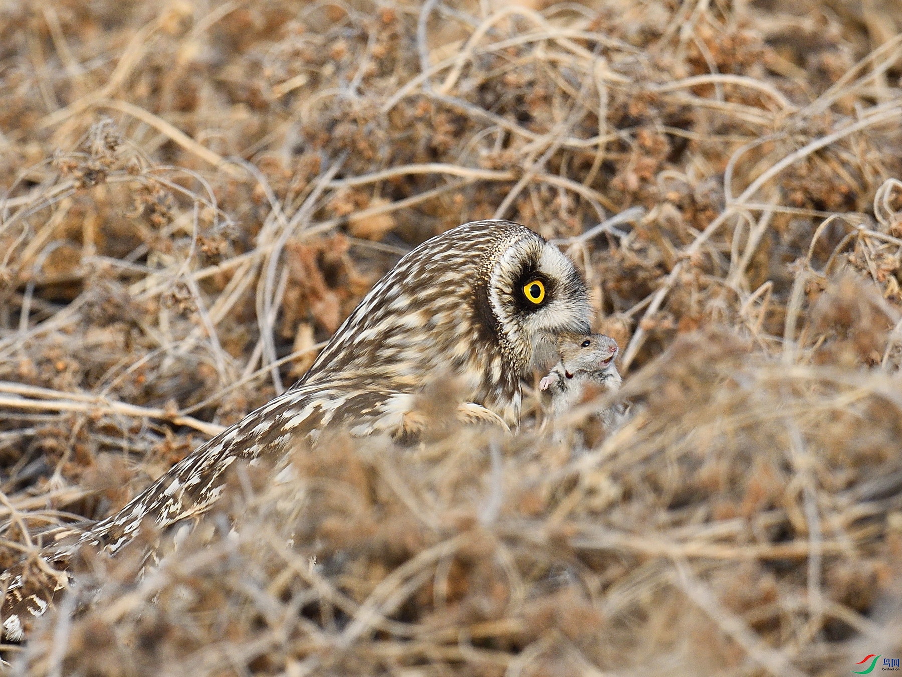 DSC_4802.JPG