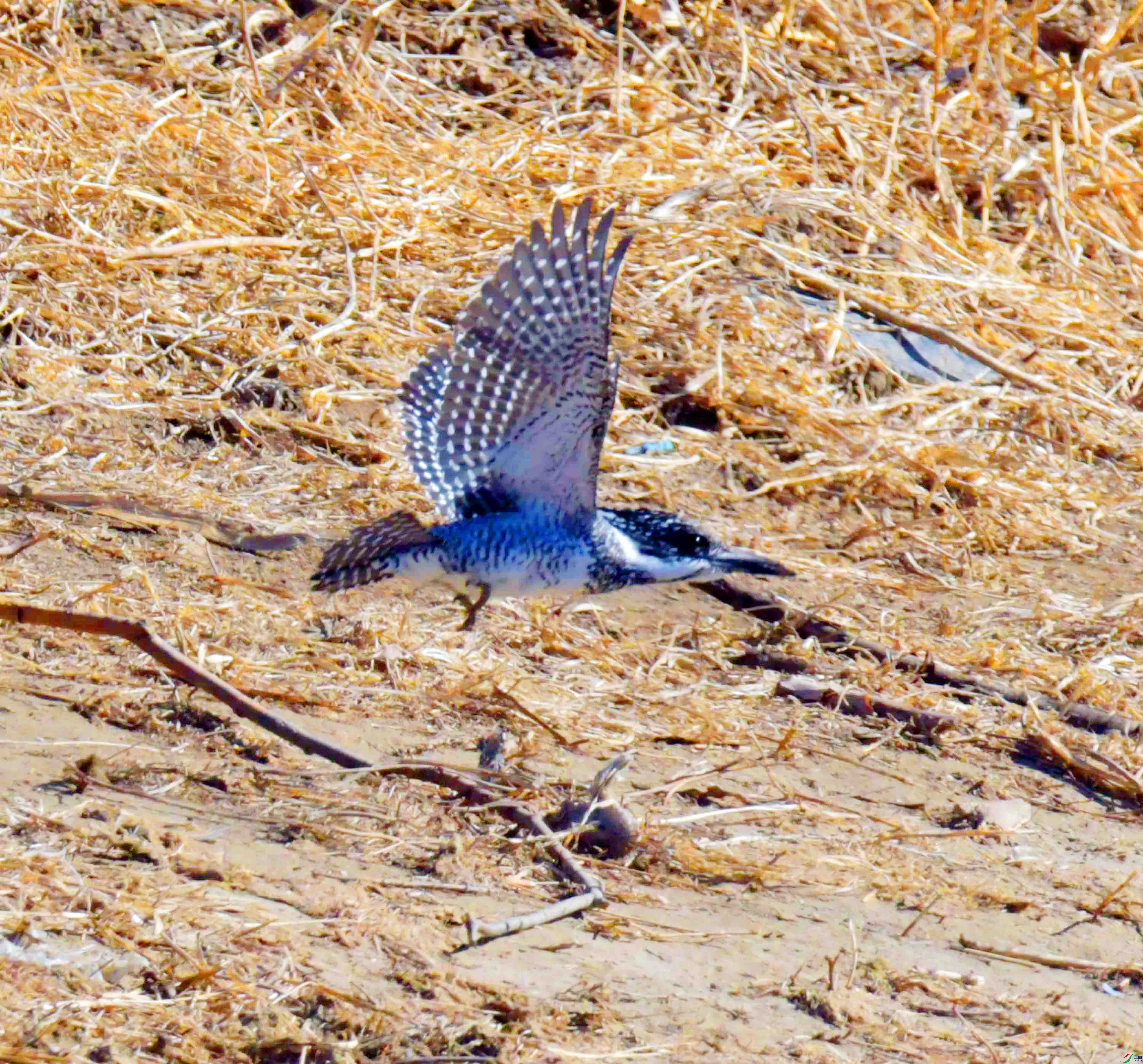 DSC_9664.JPG