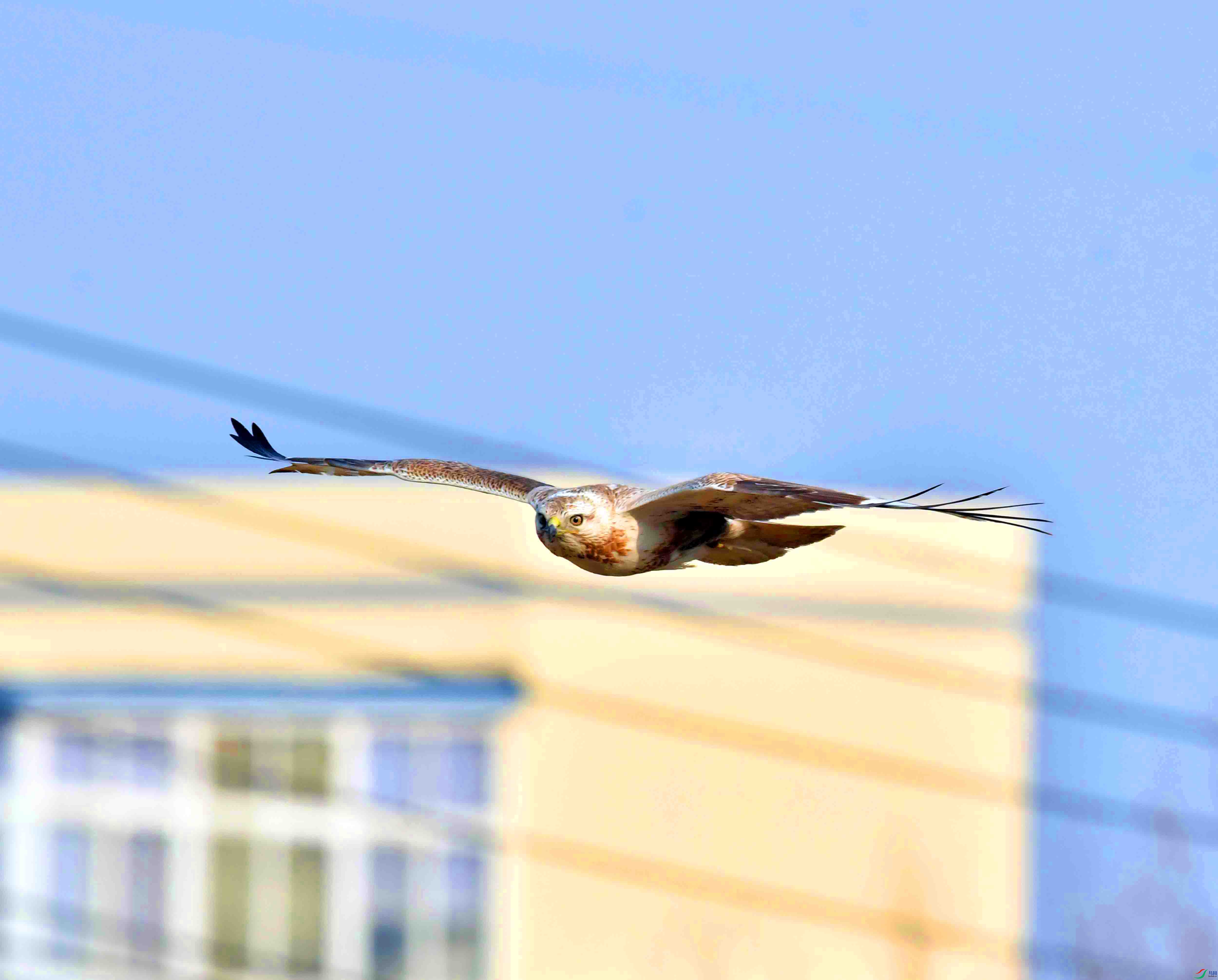 DSC_6101.JPG