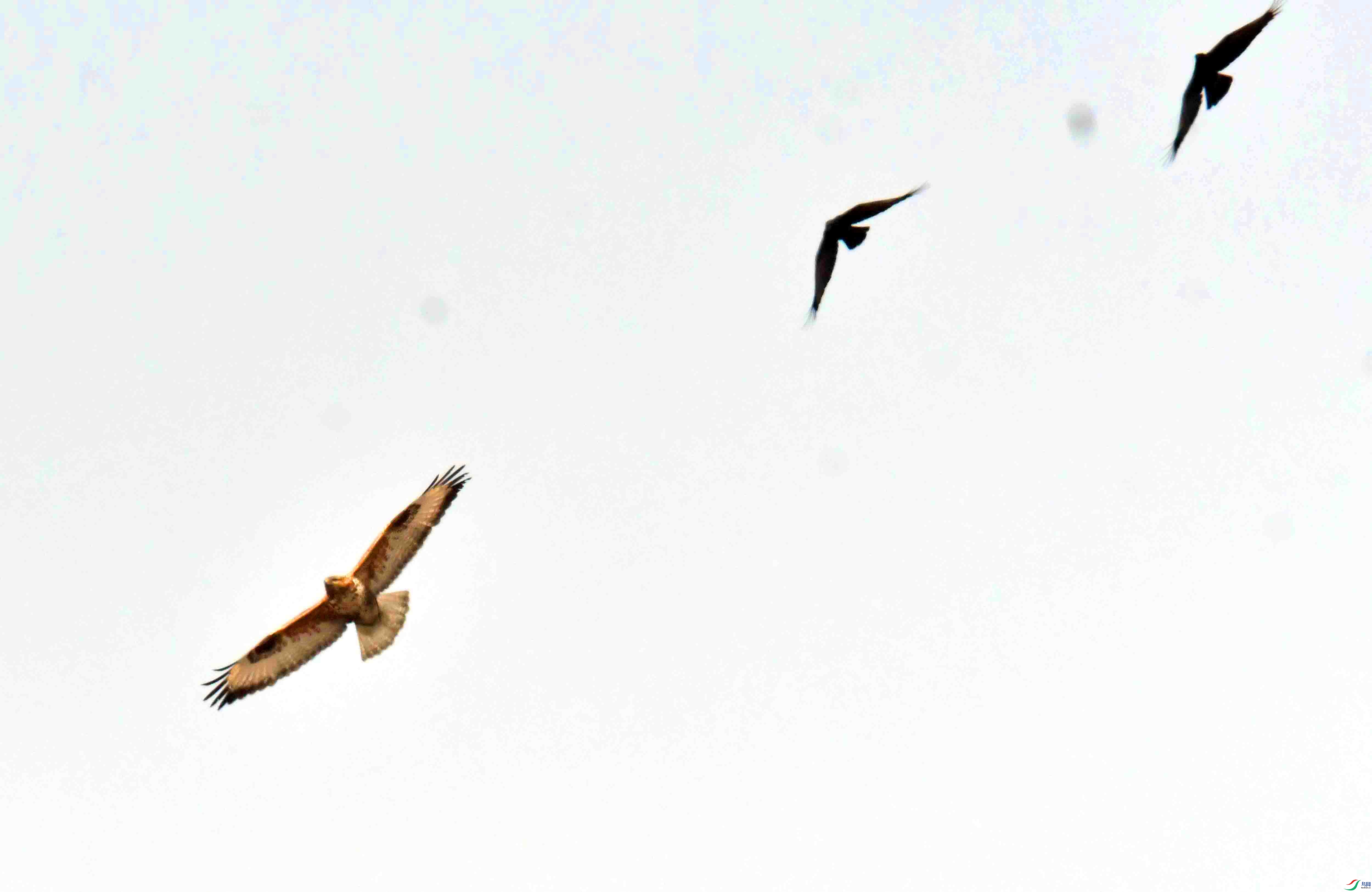 DSC_6851.JPG