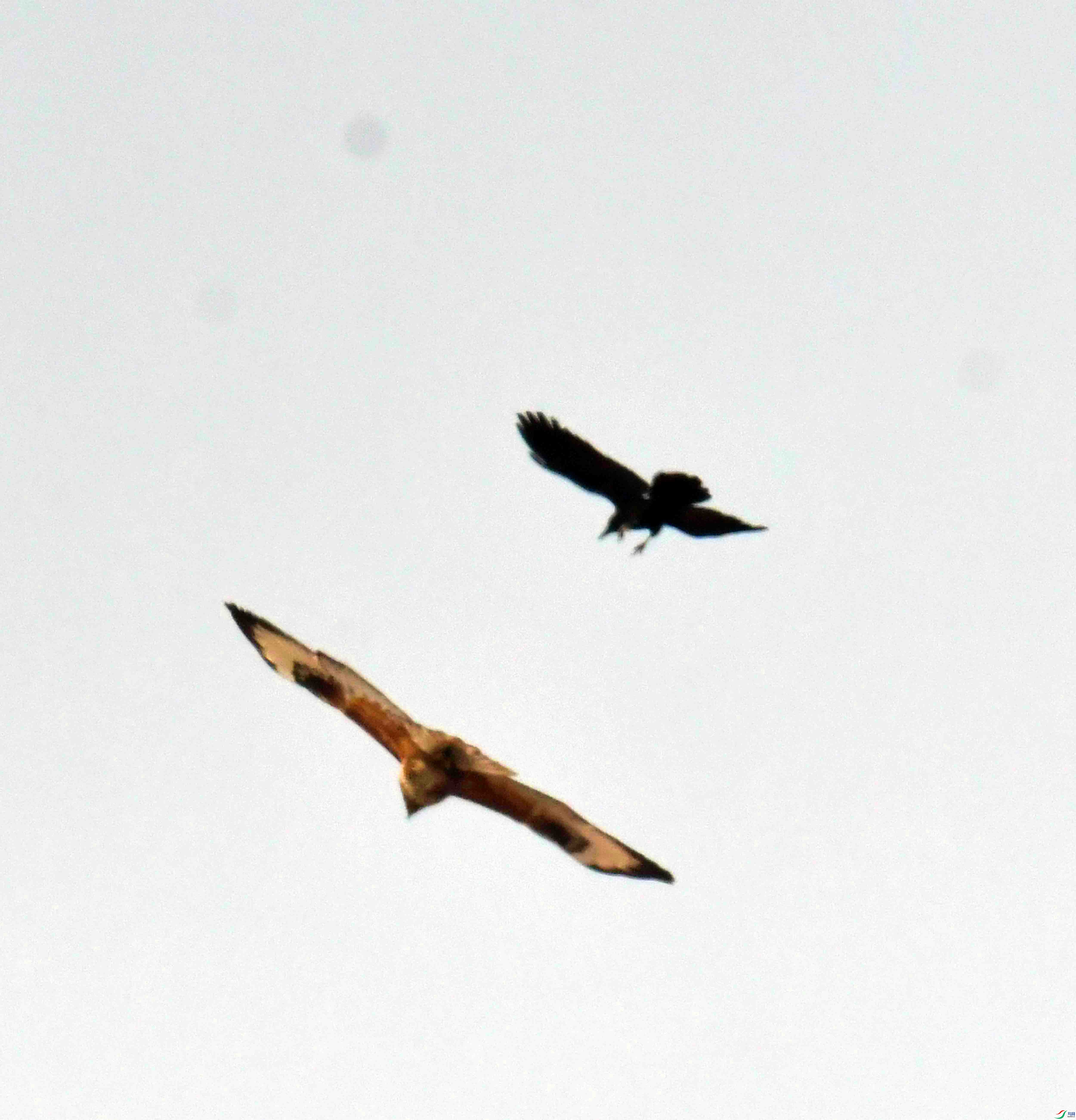 DSC_6858.JPG