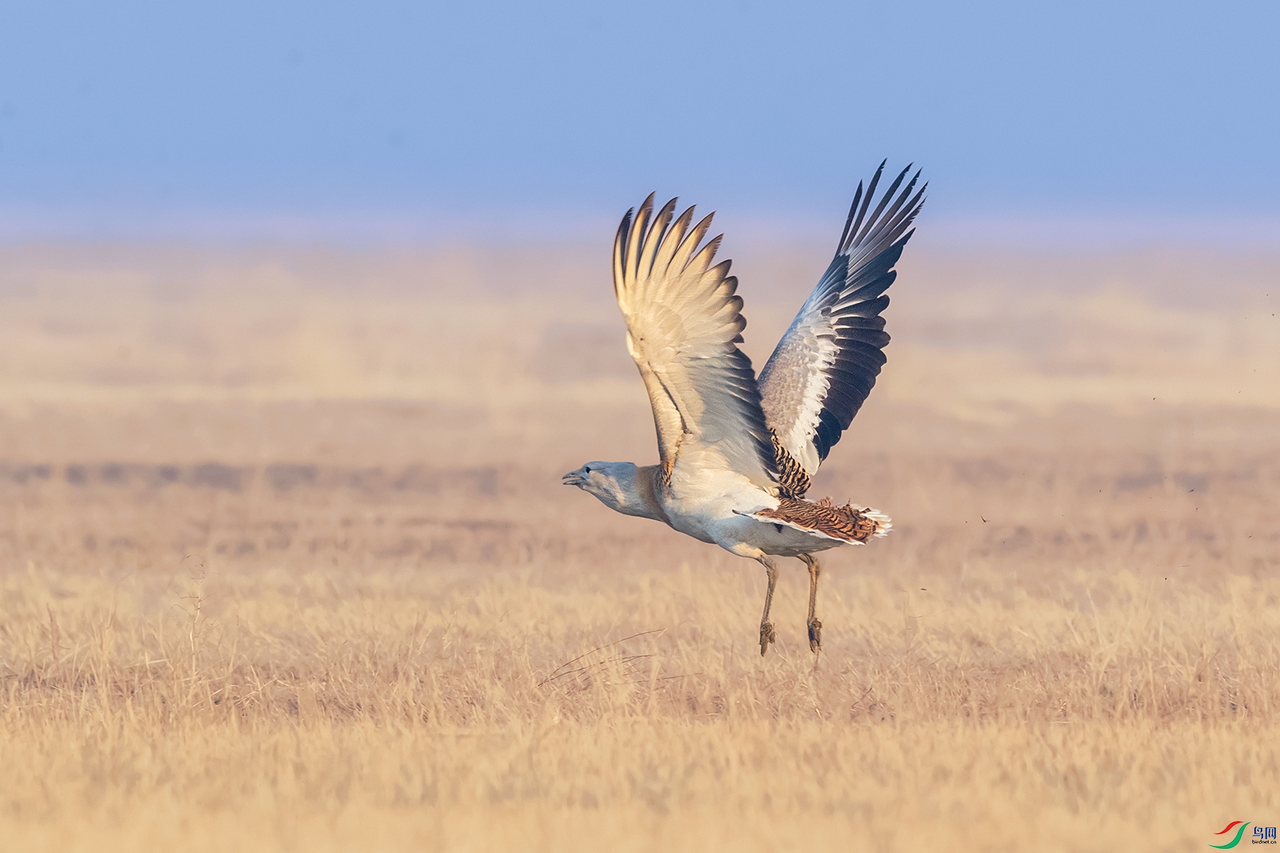 ���----������