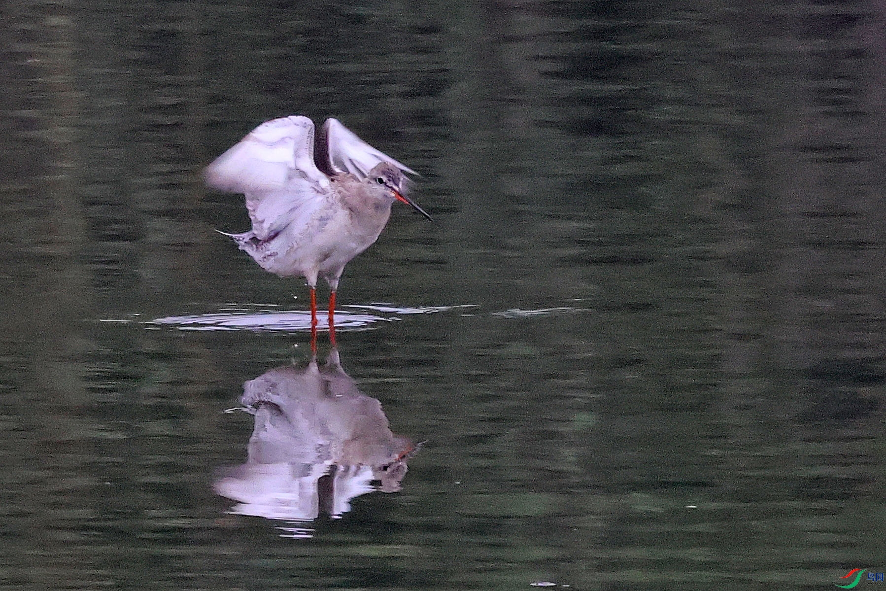 2G9A0955.JPG