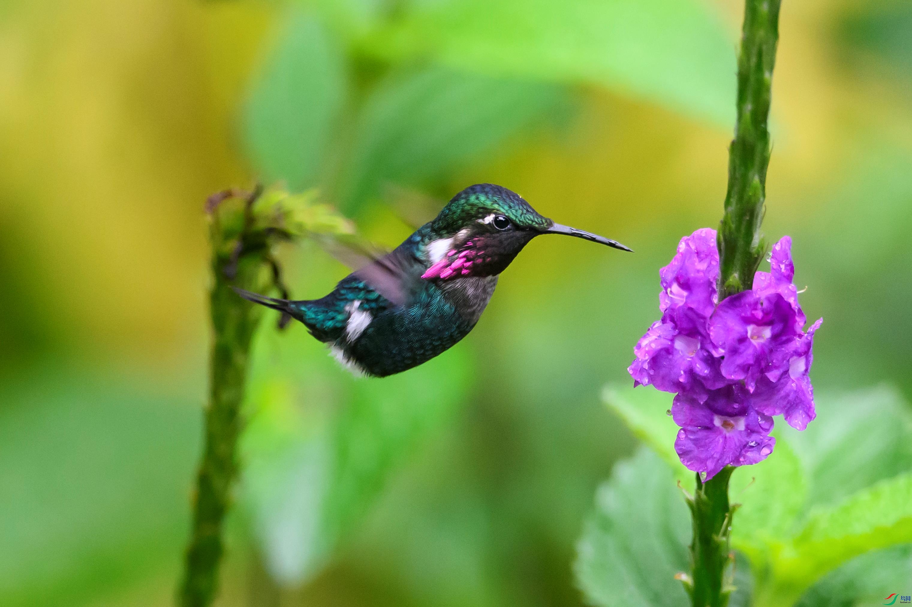 �����ַ��� Gorgeted Woodstar.jpg