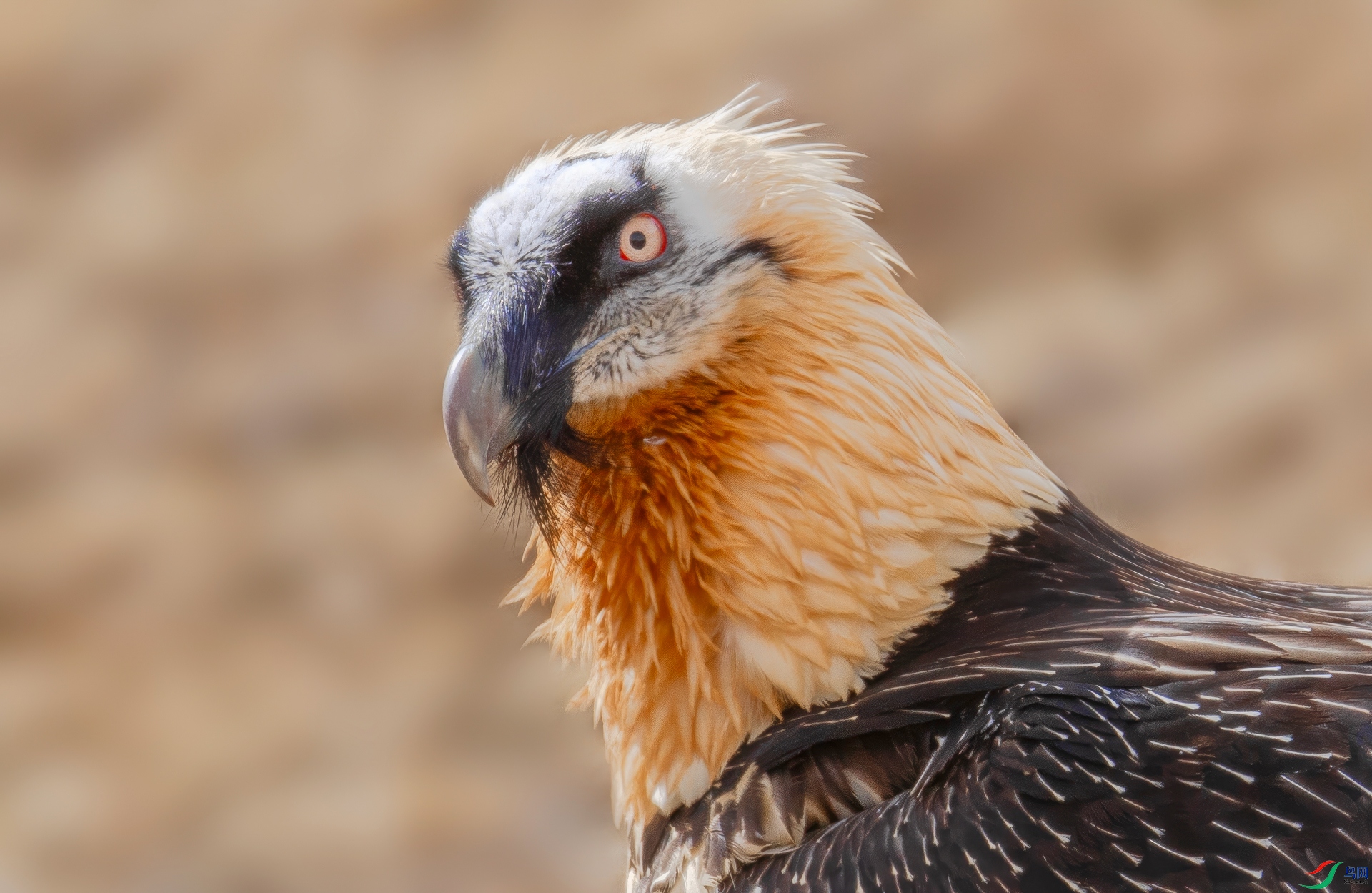 A06I8943-topaz-enhance.jpg