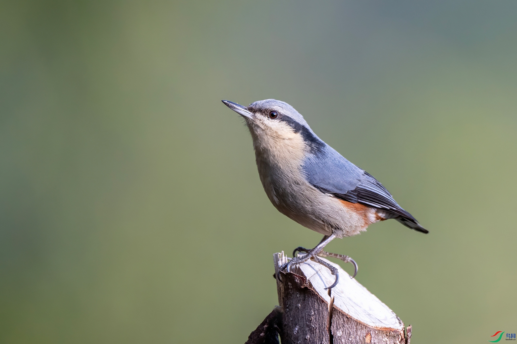 DSC_7417-denoise.jpg