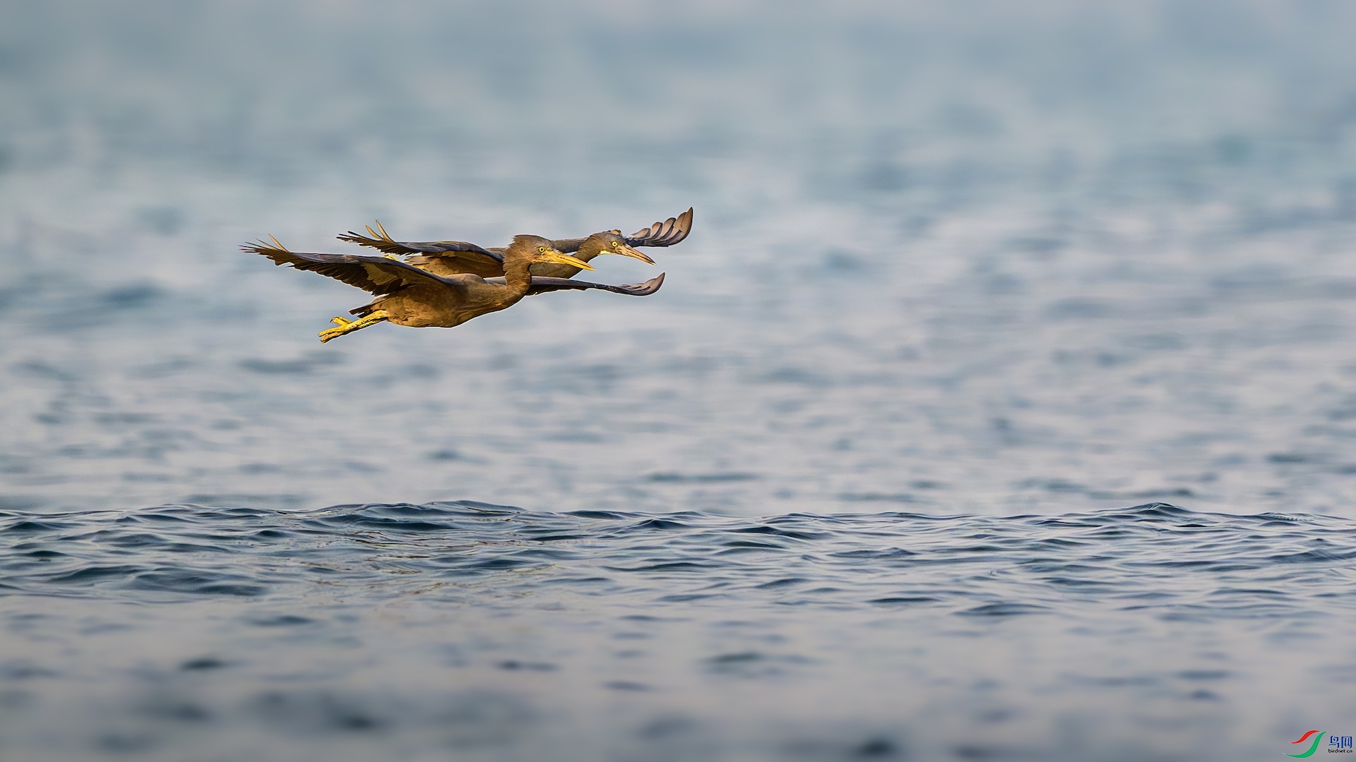 3_XXL6608-����ǿ-NR ����.jpeg