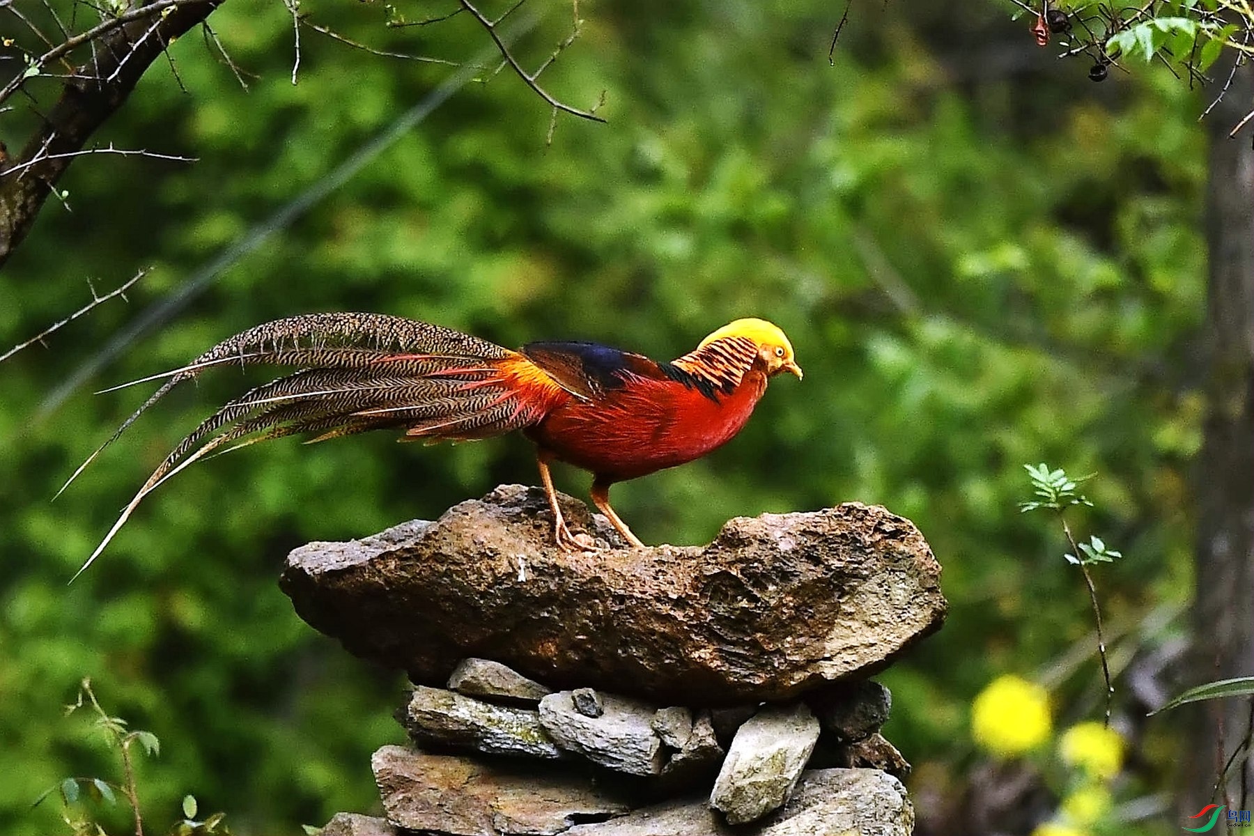 DSC_2480_����.jpg