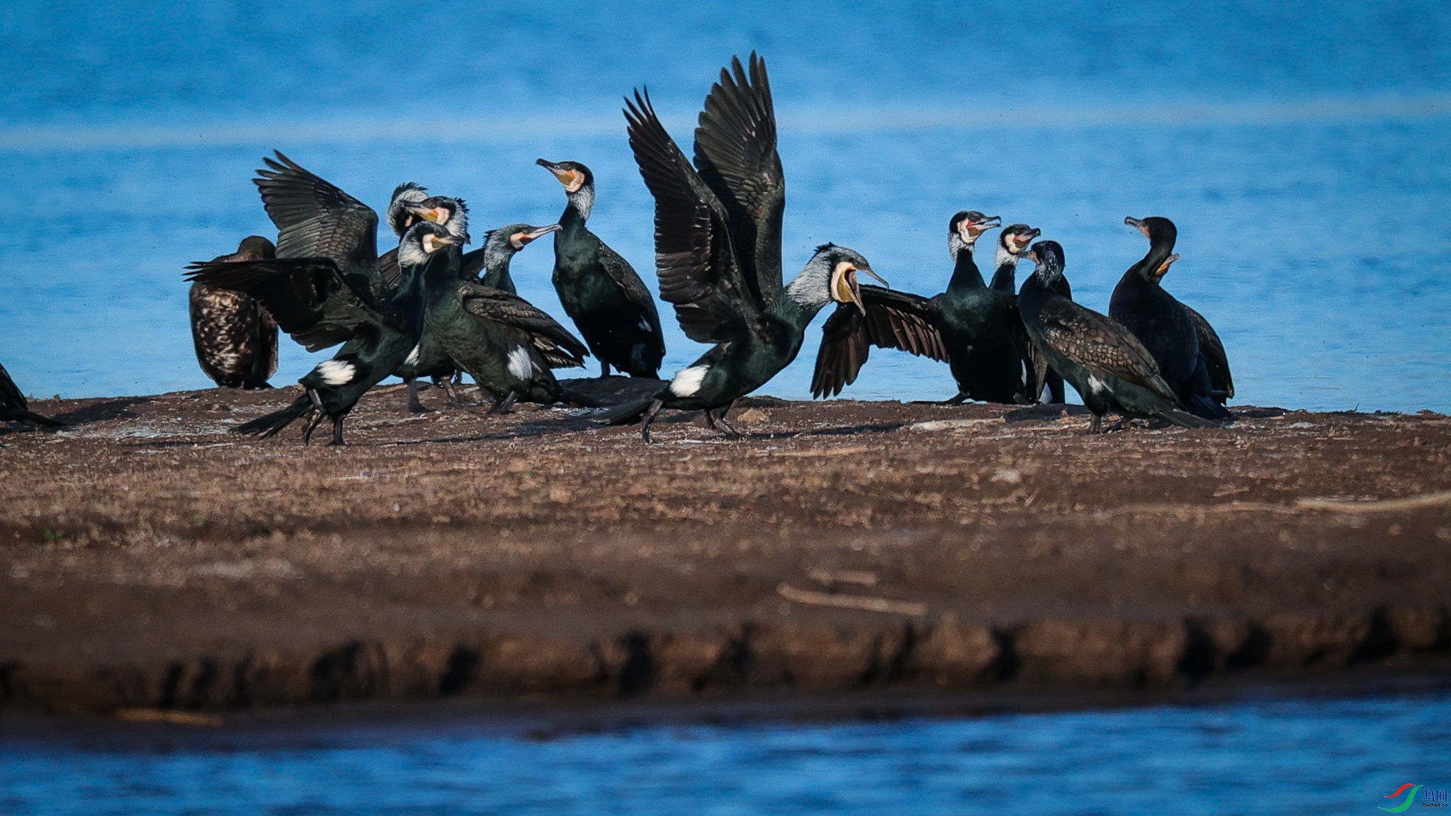 �ɶ��ɴ߿���ֳ��