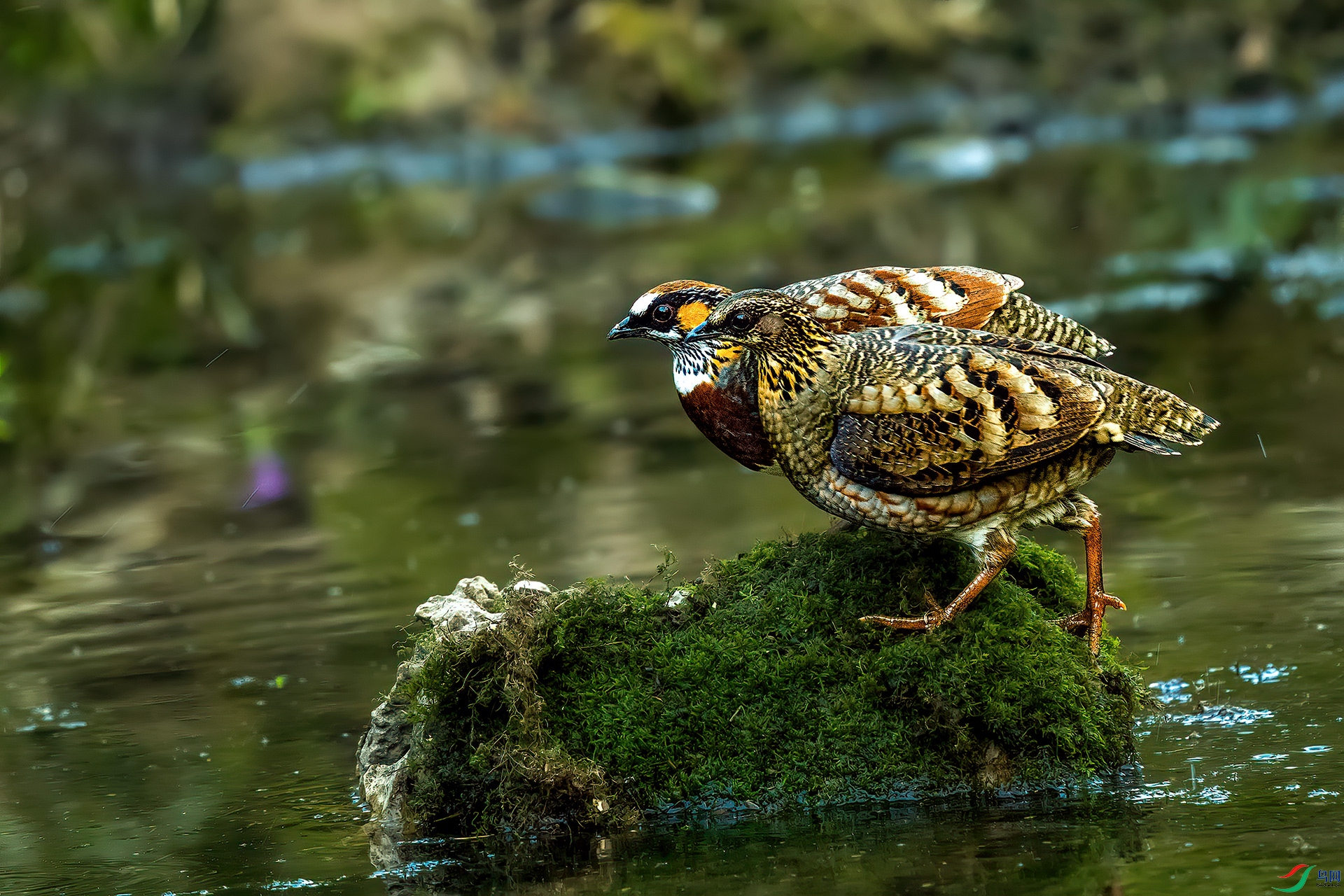 P3070333-1�Ĵ�ɽ���.jpg