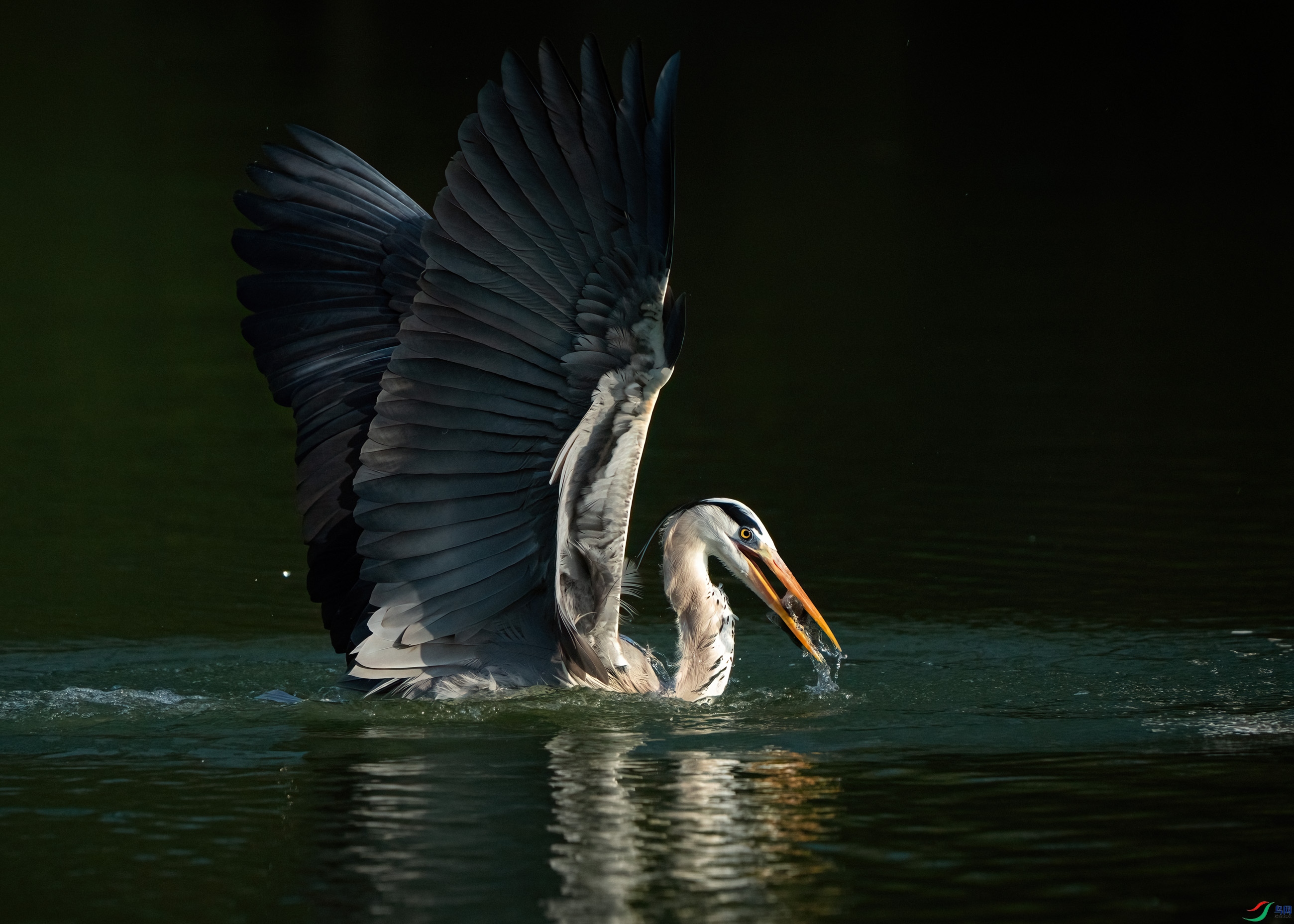 DSC00070-.jpg