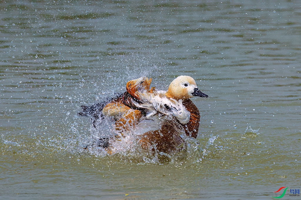 xzpahnR240421 (356).jpg